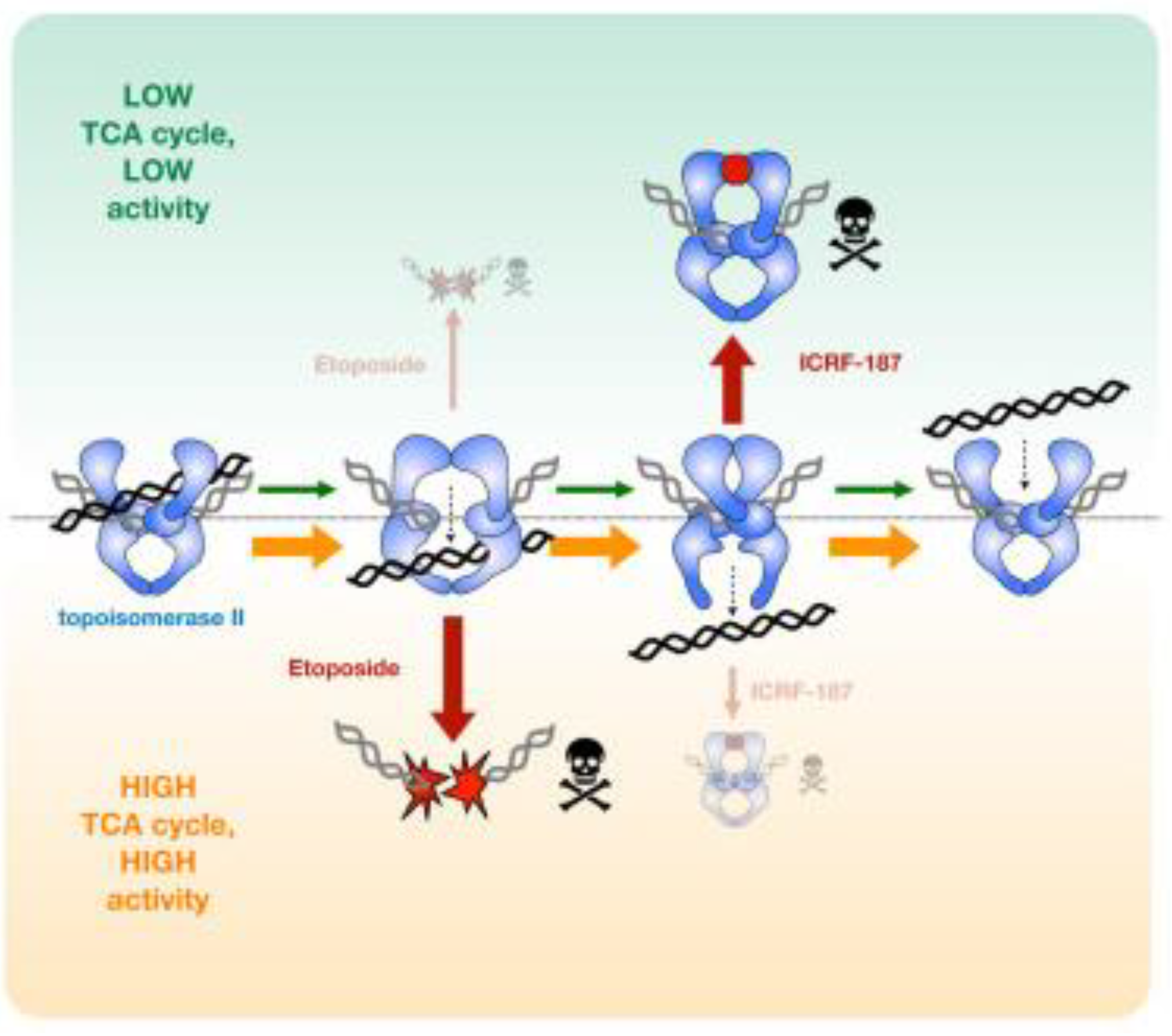 Cancers 14 05041 g005