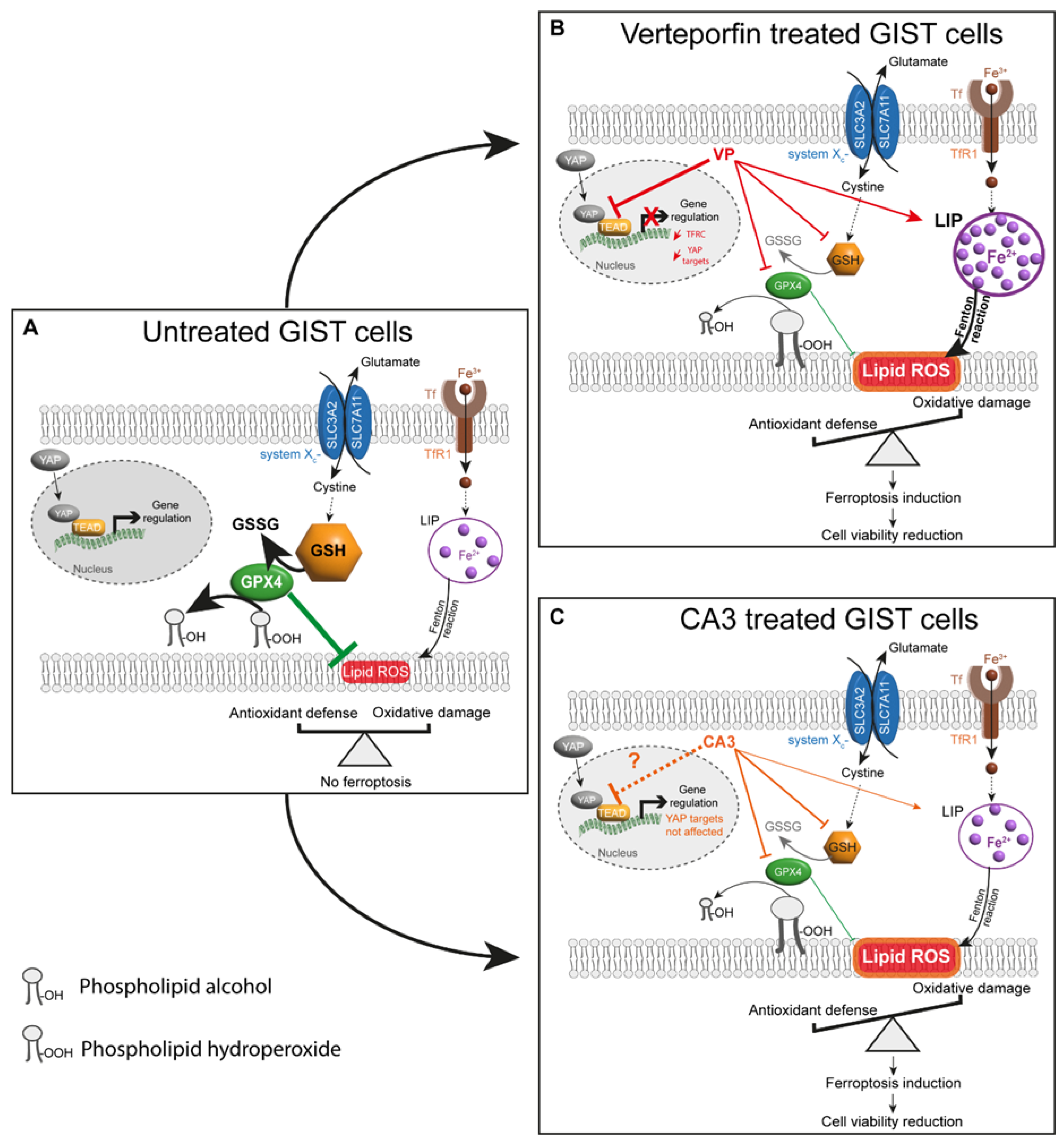 Cancers 14 05050 g011