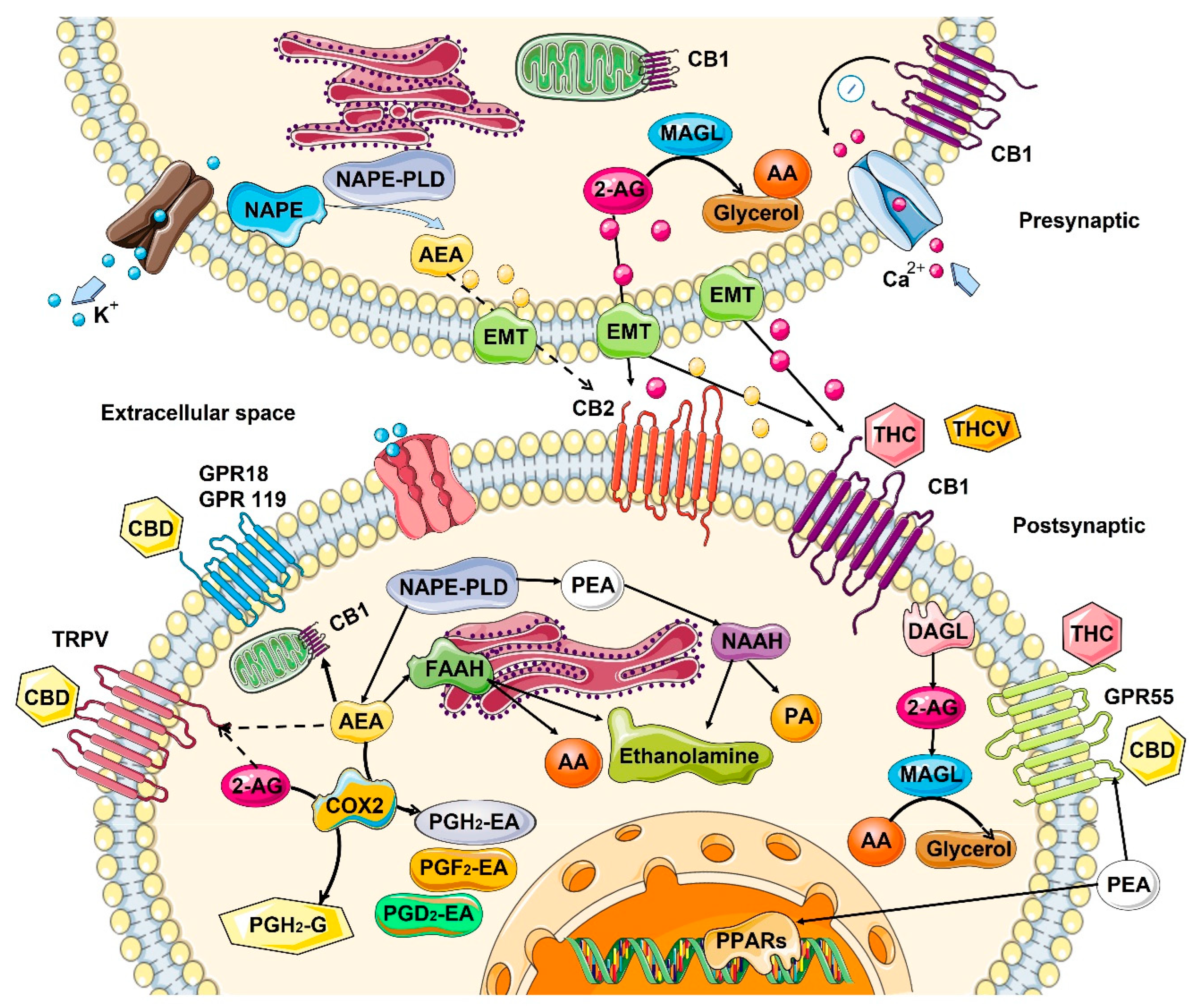 Cancers 14 05142 g001
