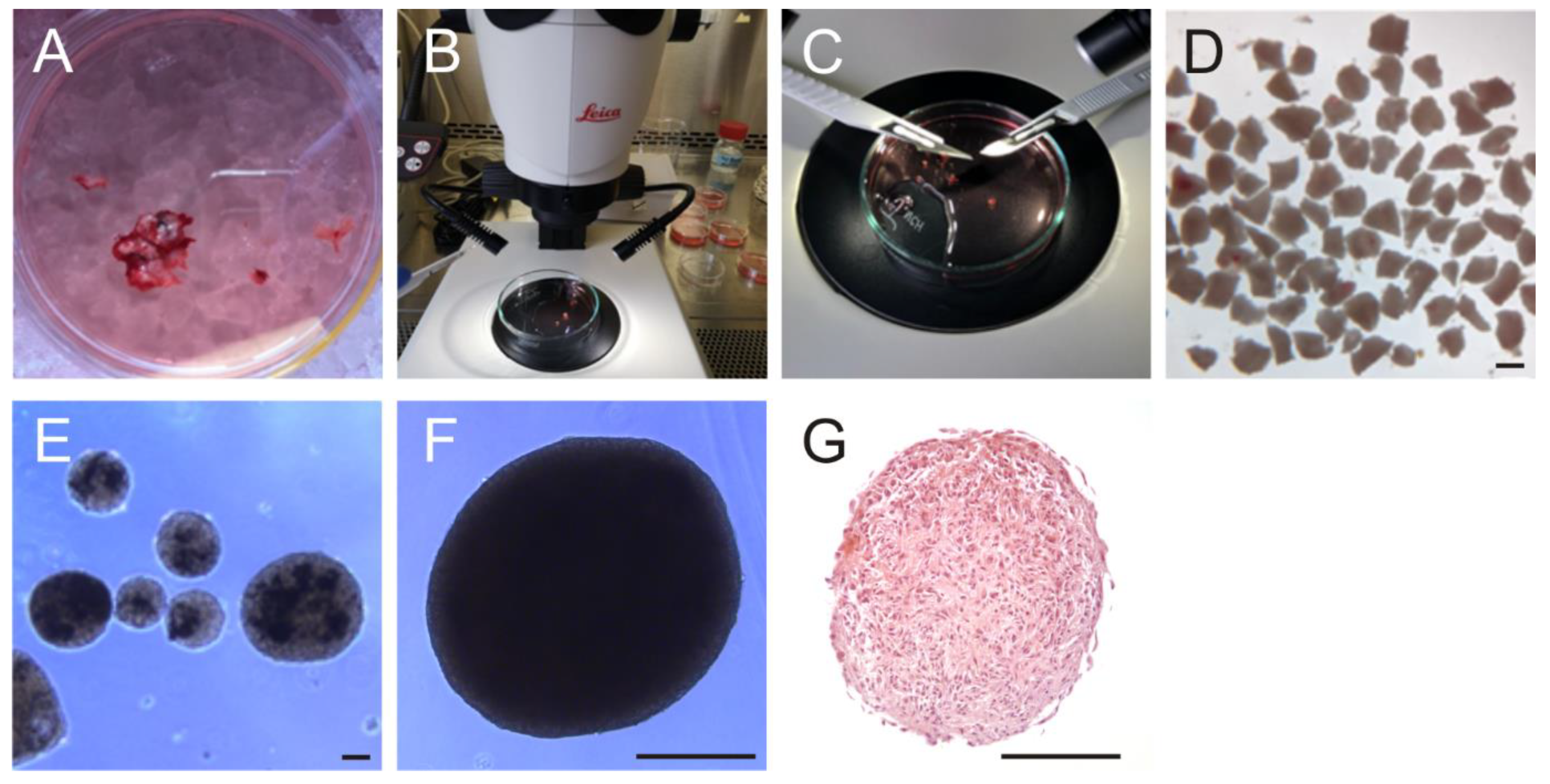 Cancers 14 05177 g001