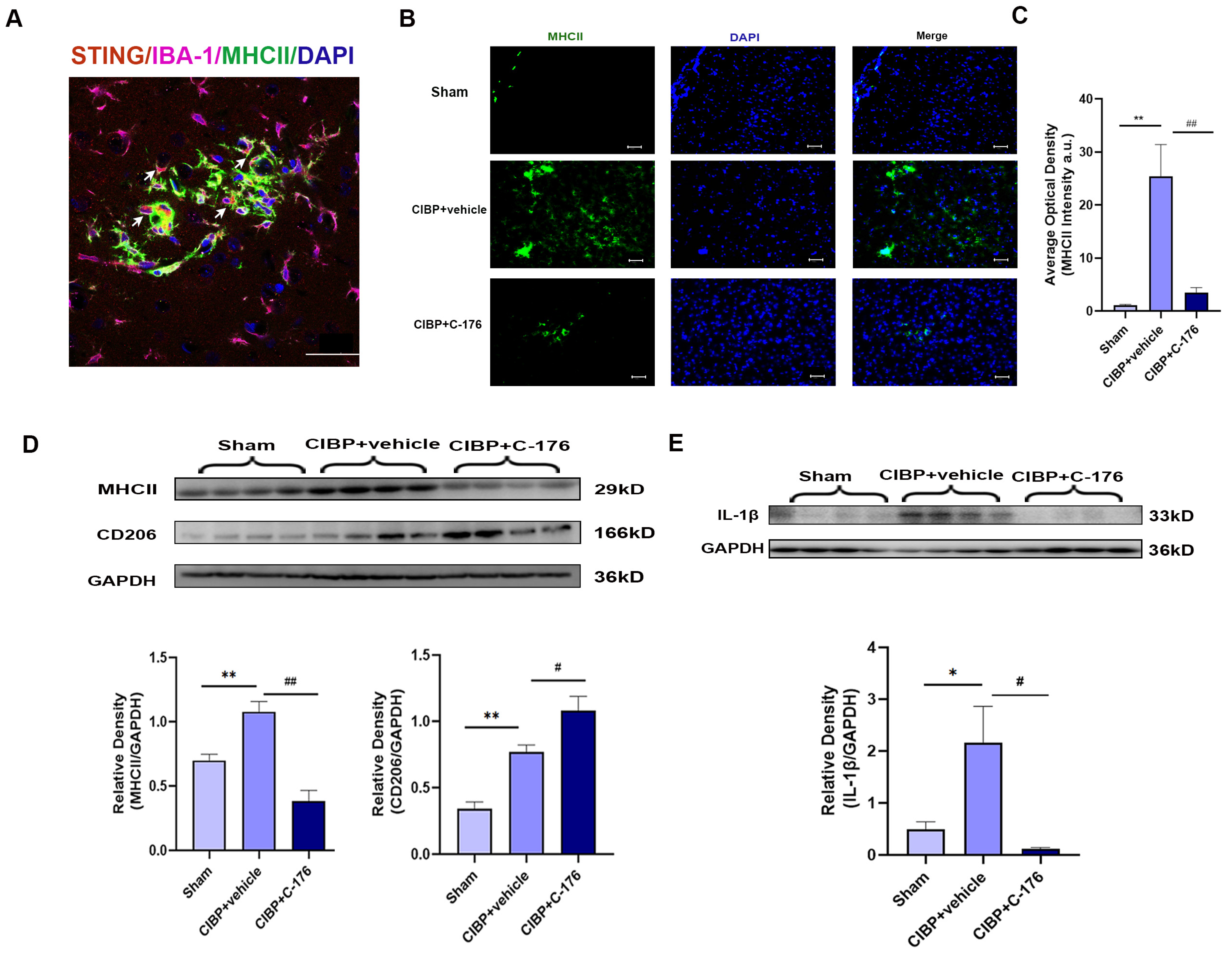 Cancers 14 05188 g004