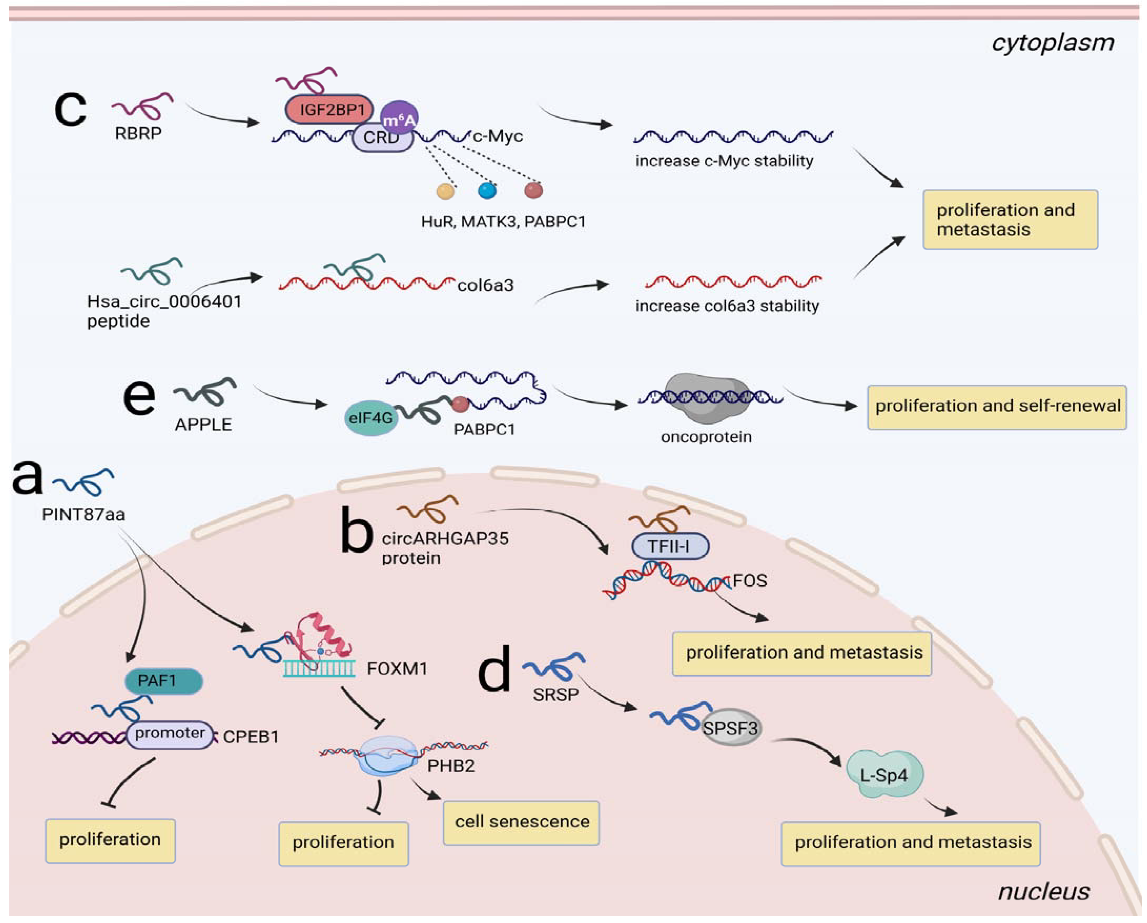 Cancers 14 05196 g005 Cancers 14 05196 g005