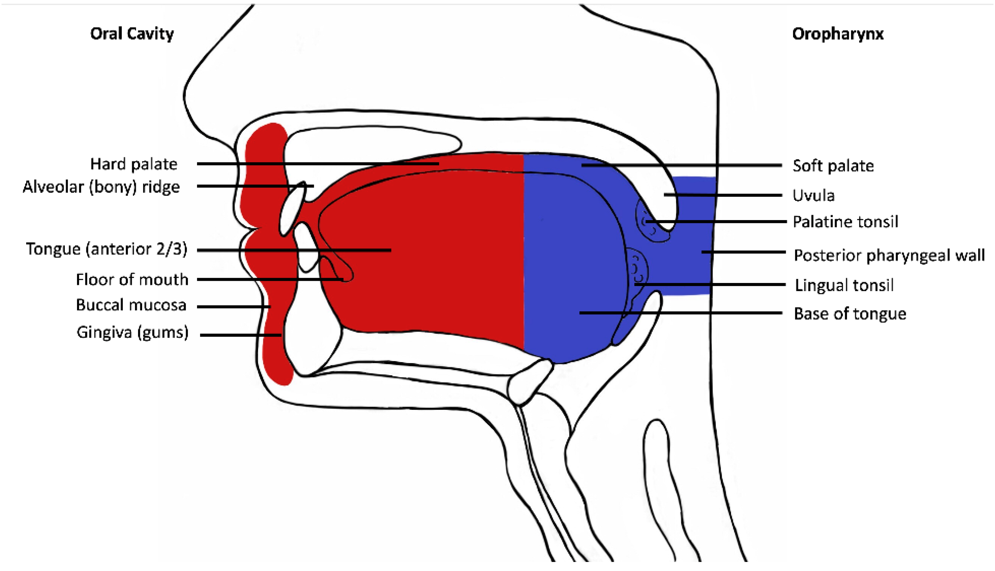 Cancers 14 05213 g001