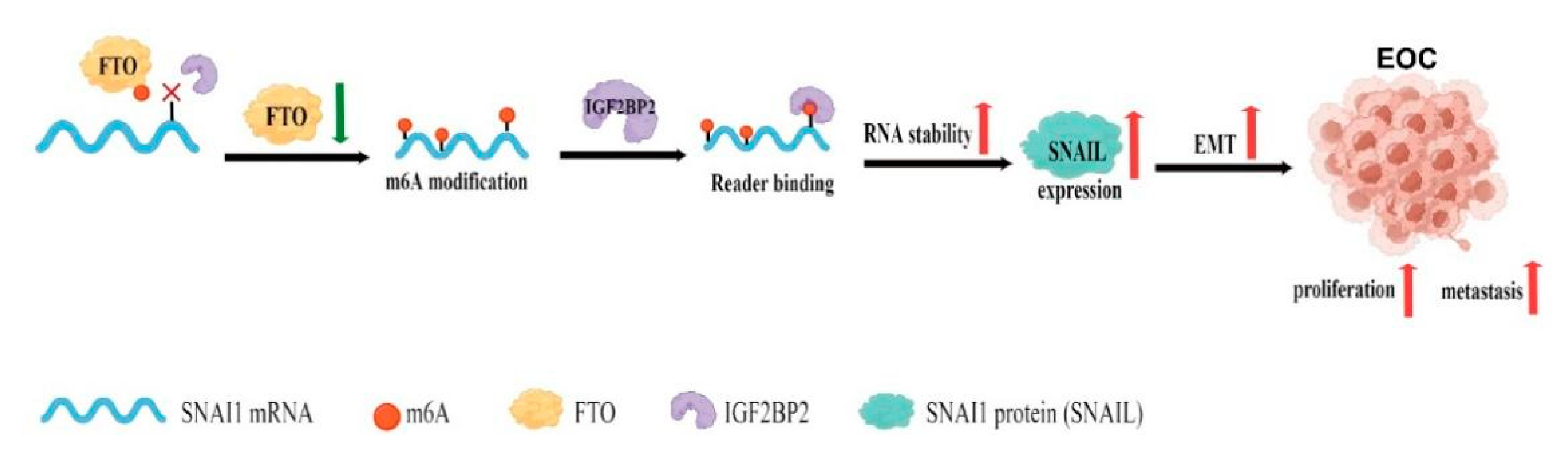Cancers 14 05218 g009