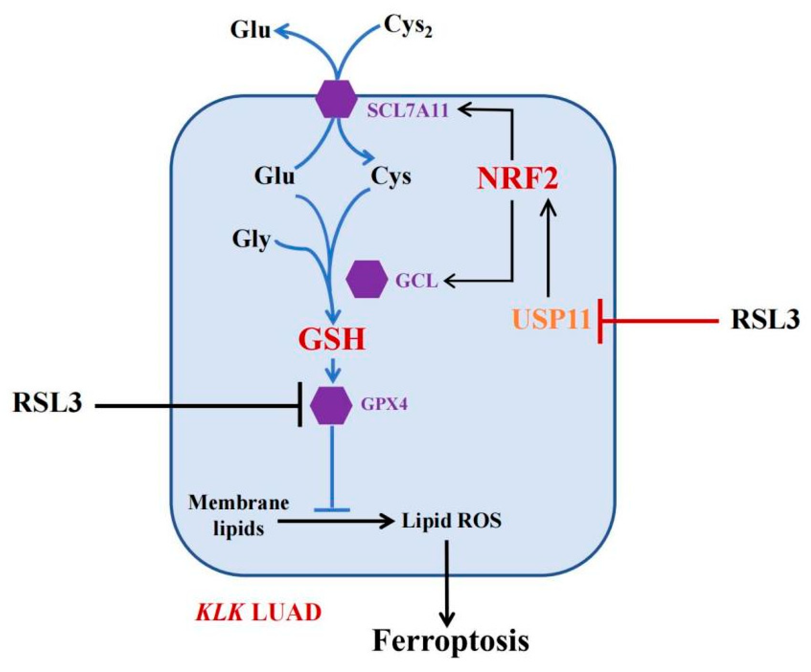 Cancers 14 05233 g007 Cancers 14 05233 g007
