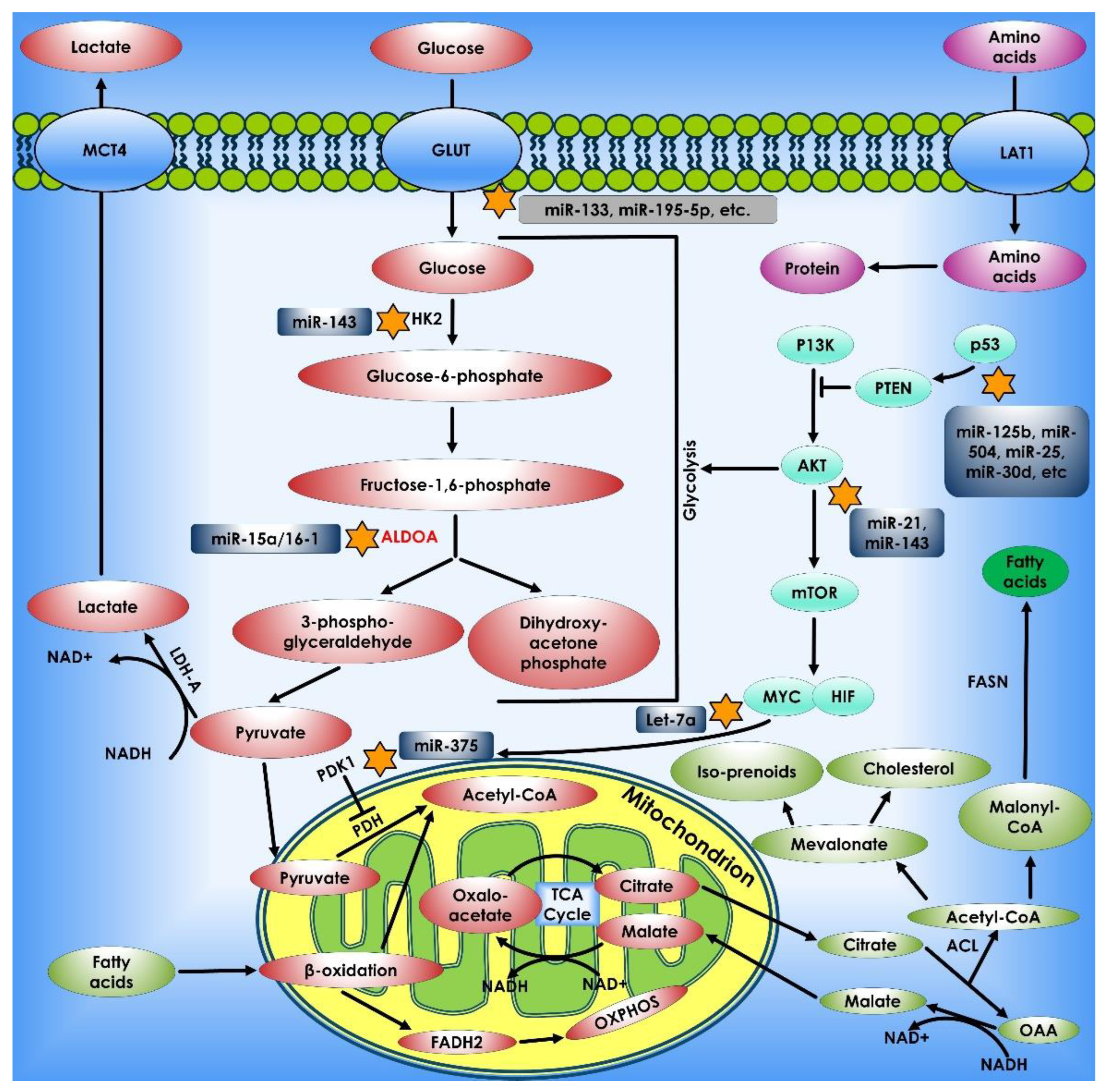Cancers 14 05268 g005