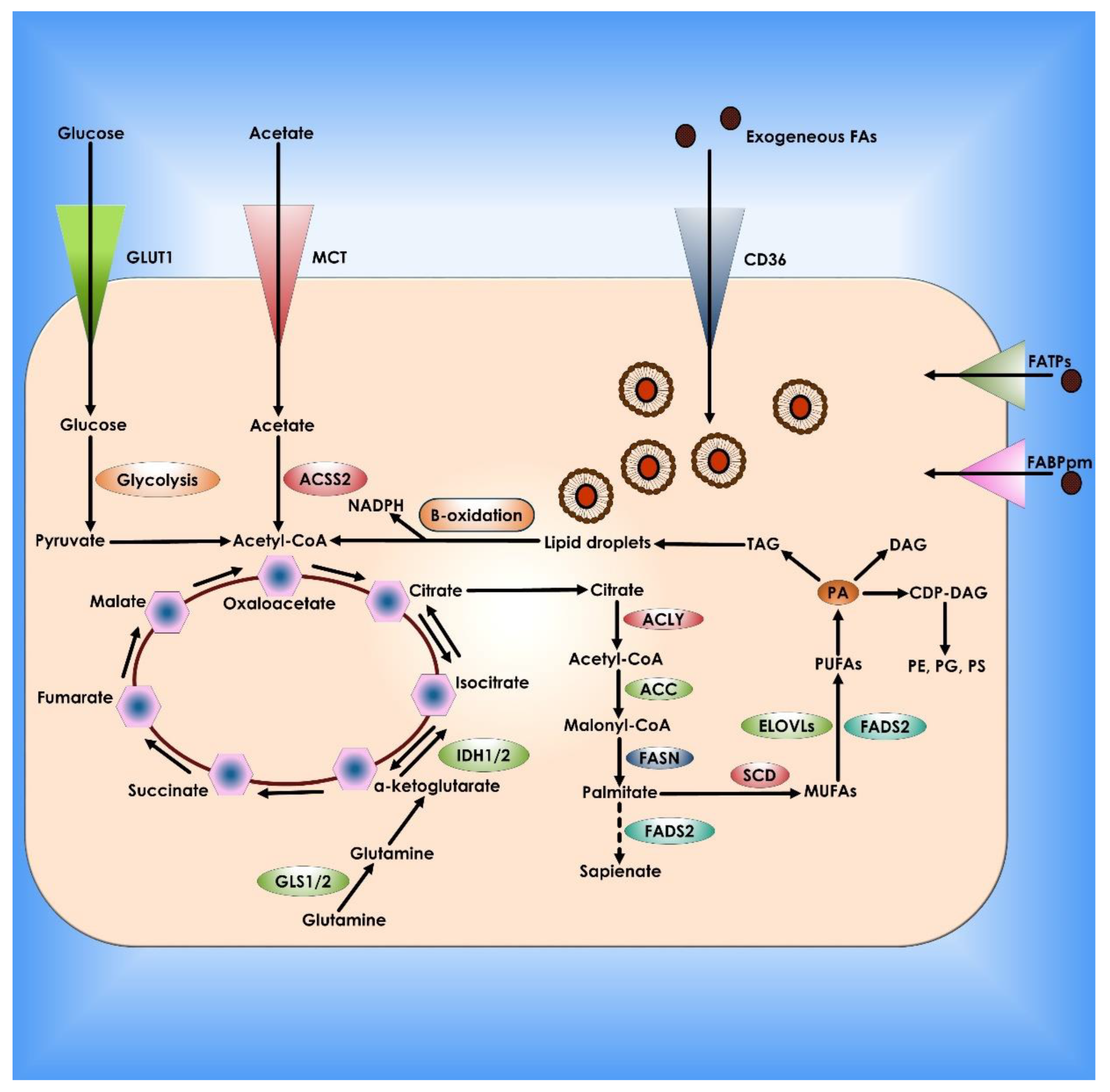 Cancers 14 05268 g007