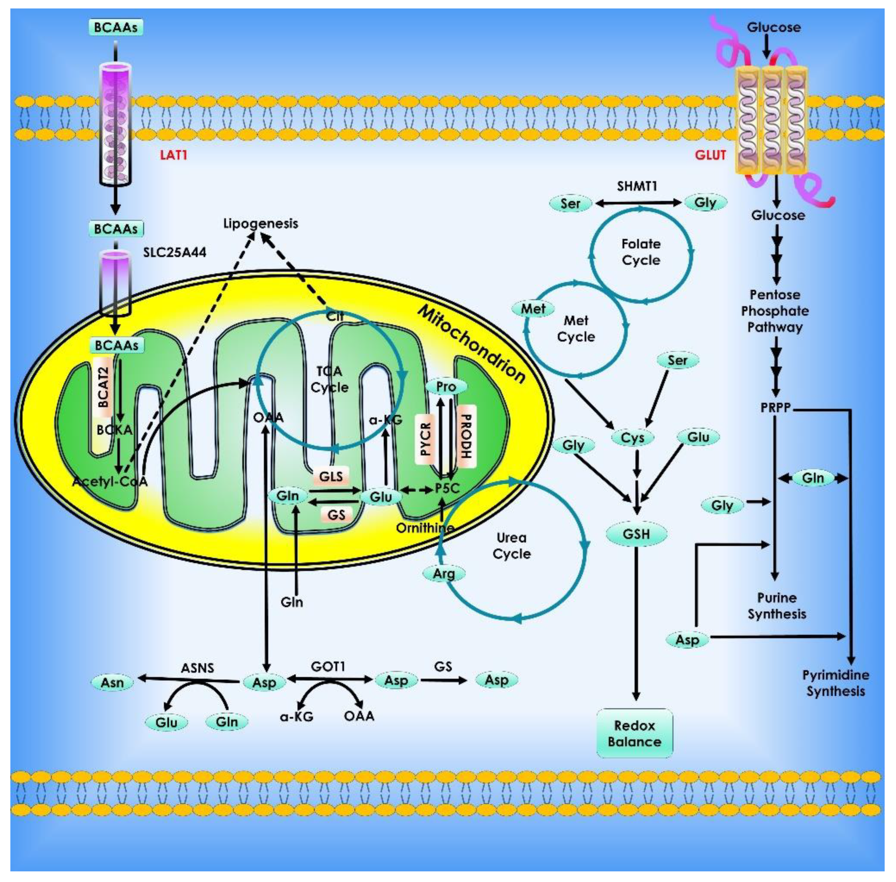 Cancers 14 05268 g008