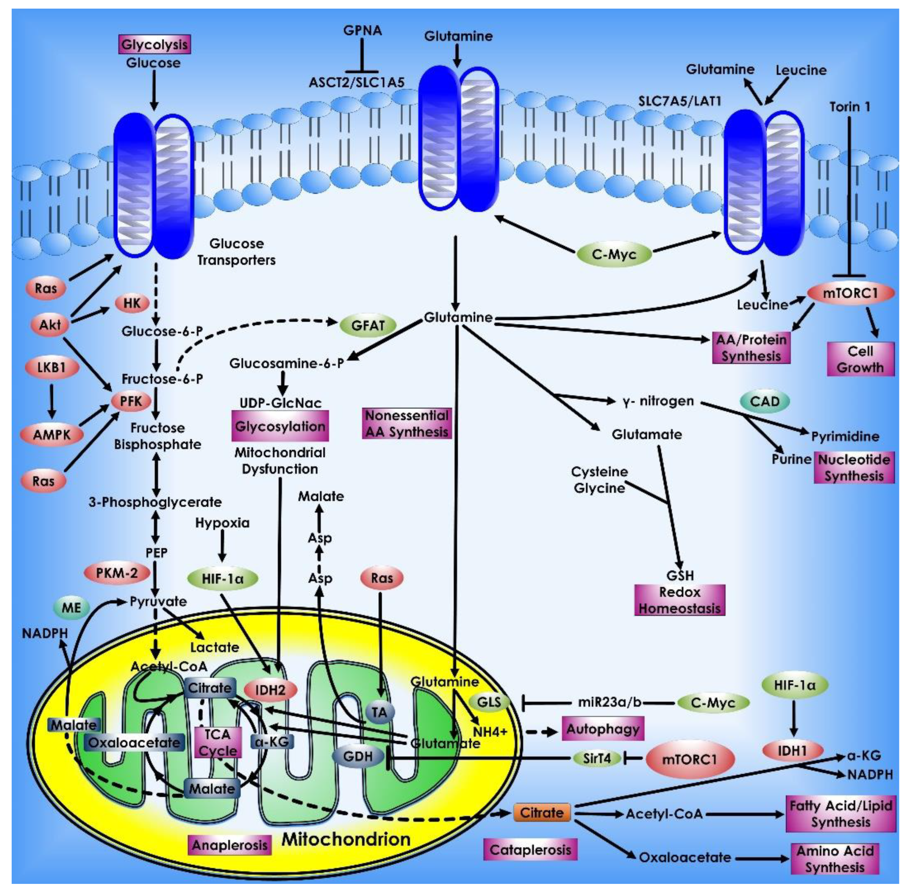 Cancers 14 05268 g009