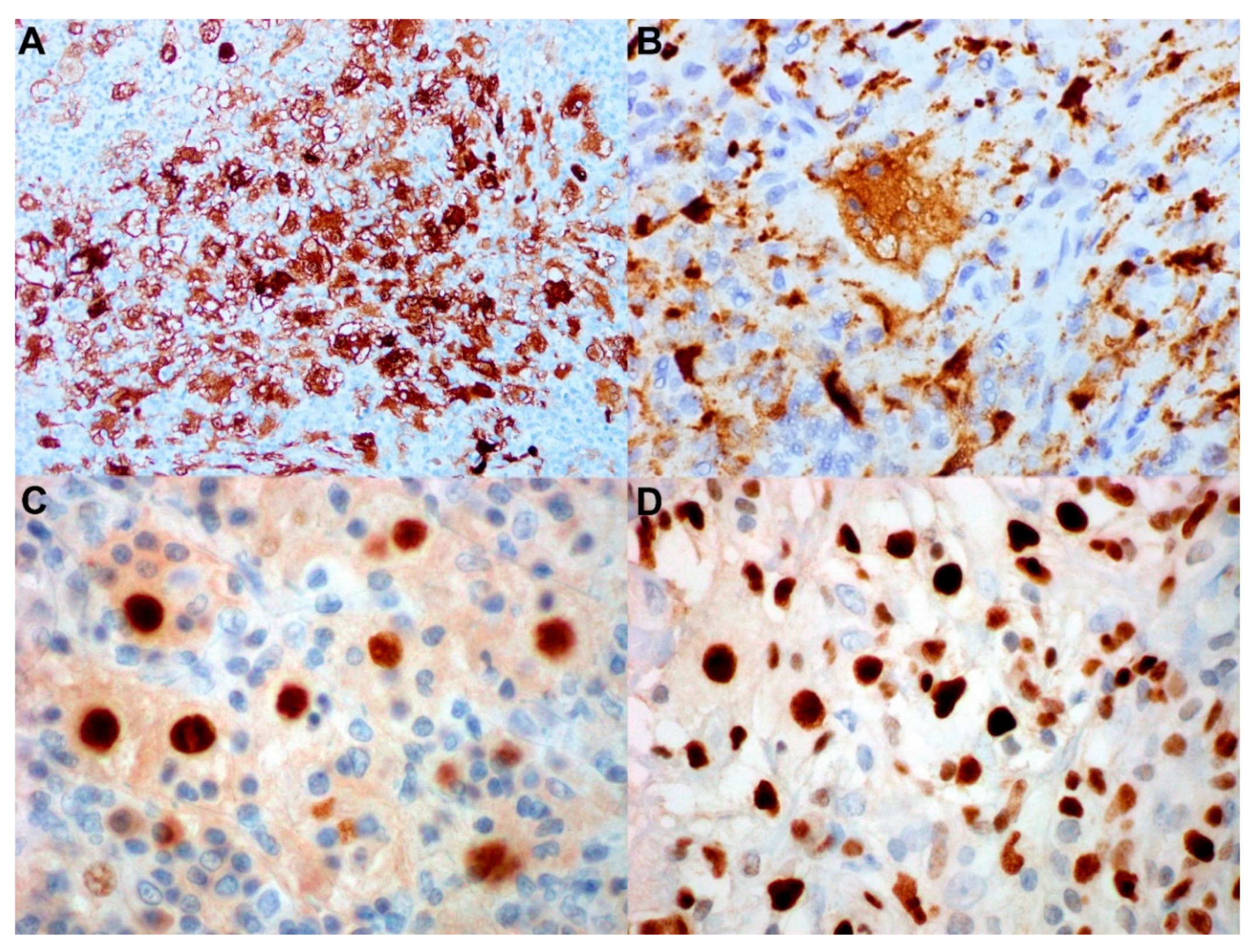 Cancers 14 05271 g002