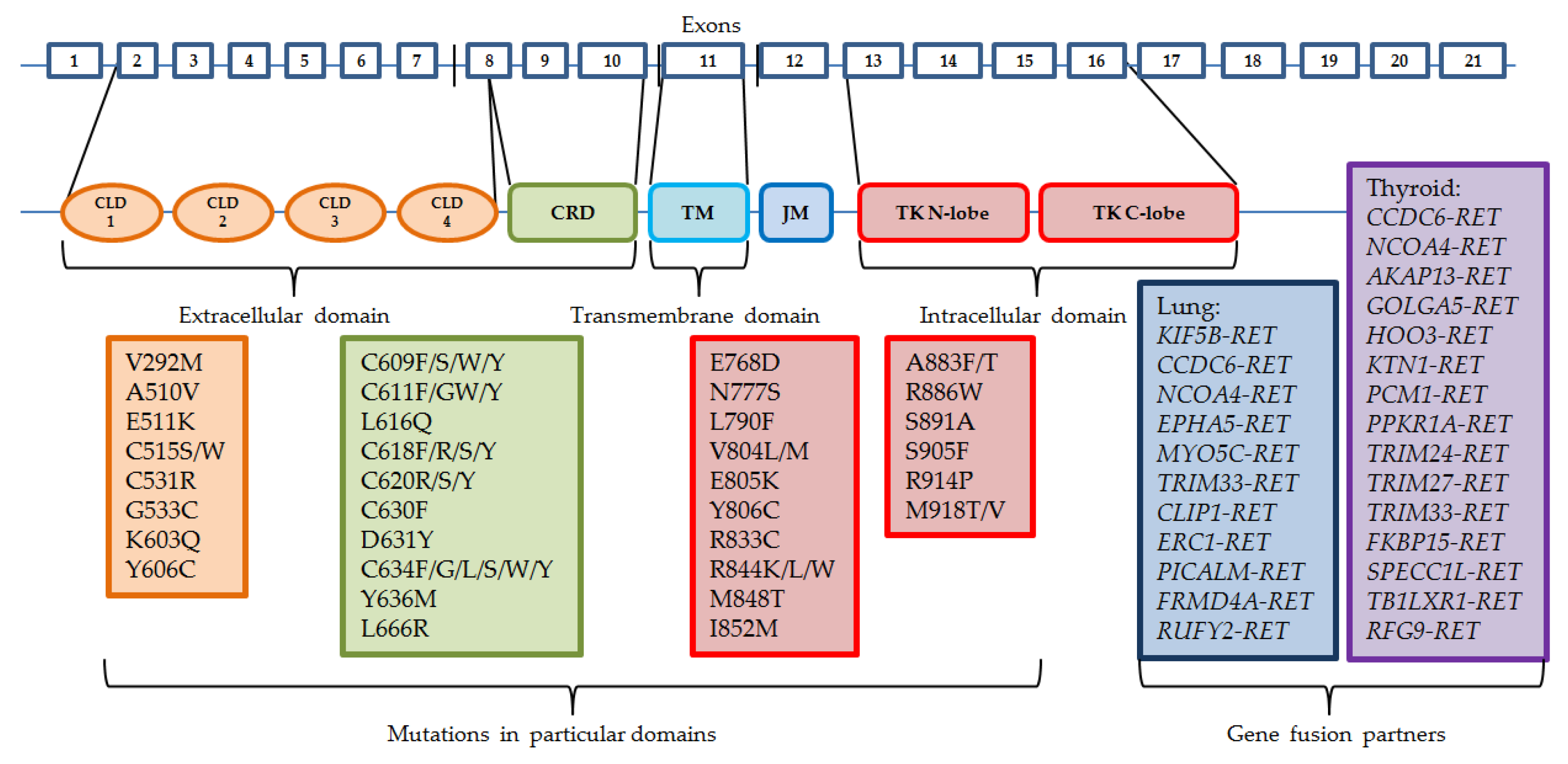 Cancers 14 05298 g001