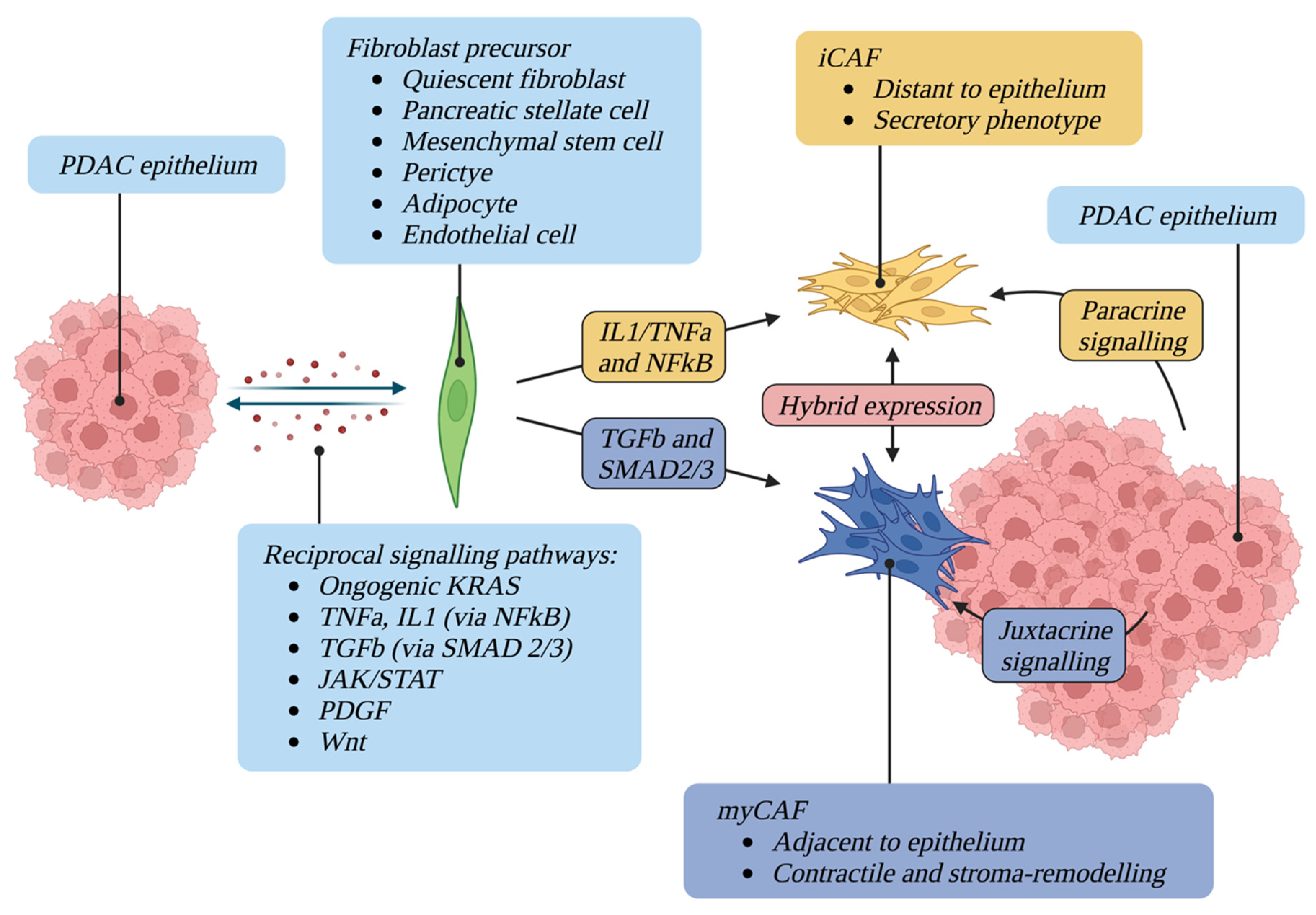 Cancers 14 05302 g001
