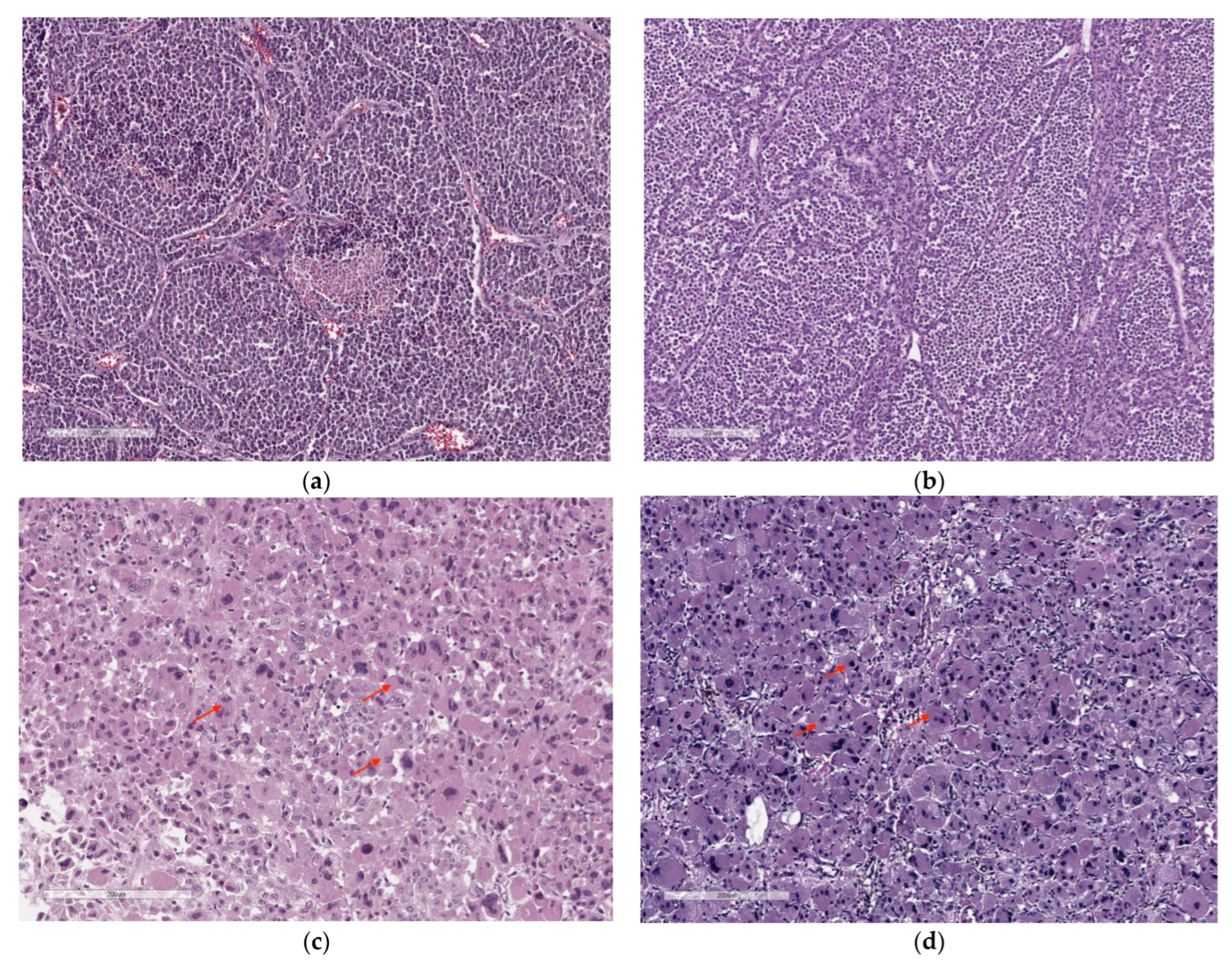 Cancers 14 05303 g001 Cancers 14 05303 g001