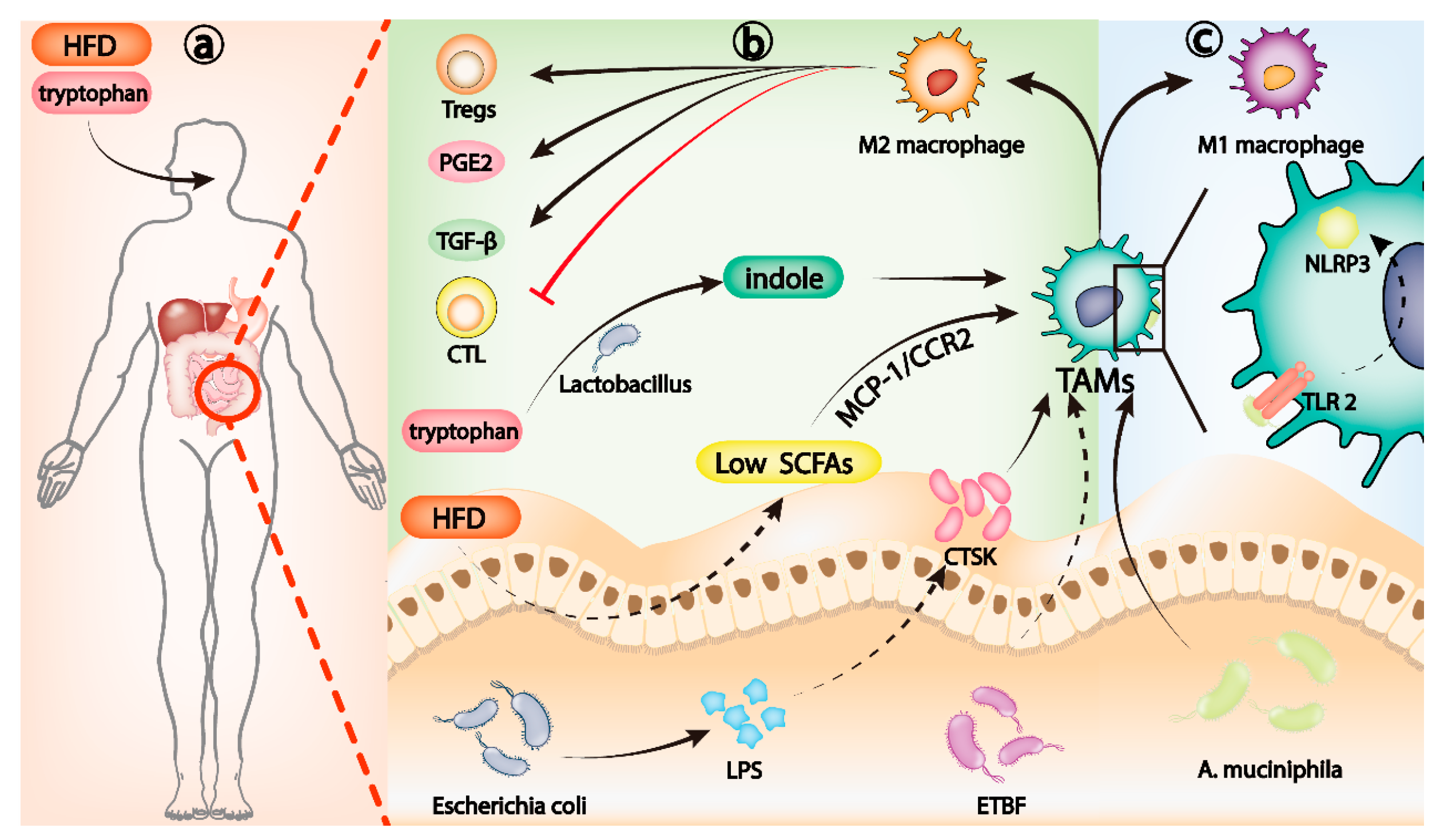Cancers 14 05317 g002