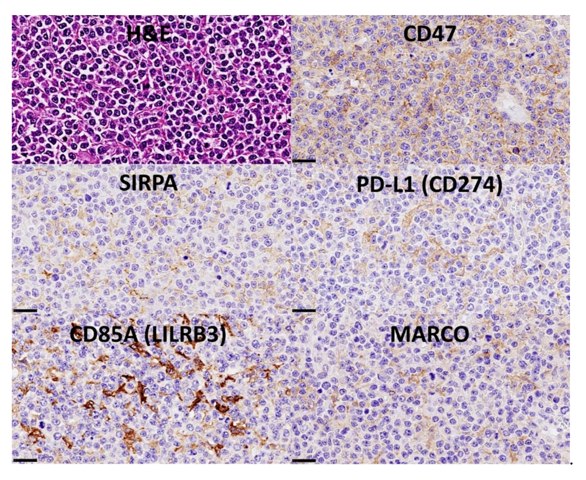 Cancers 14 05318 g017