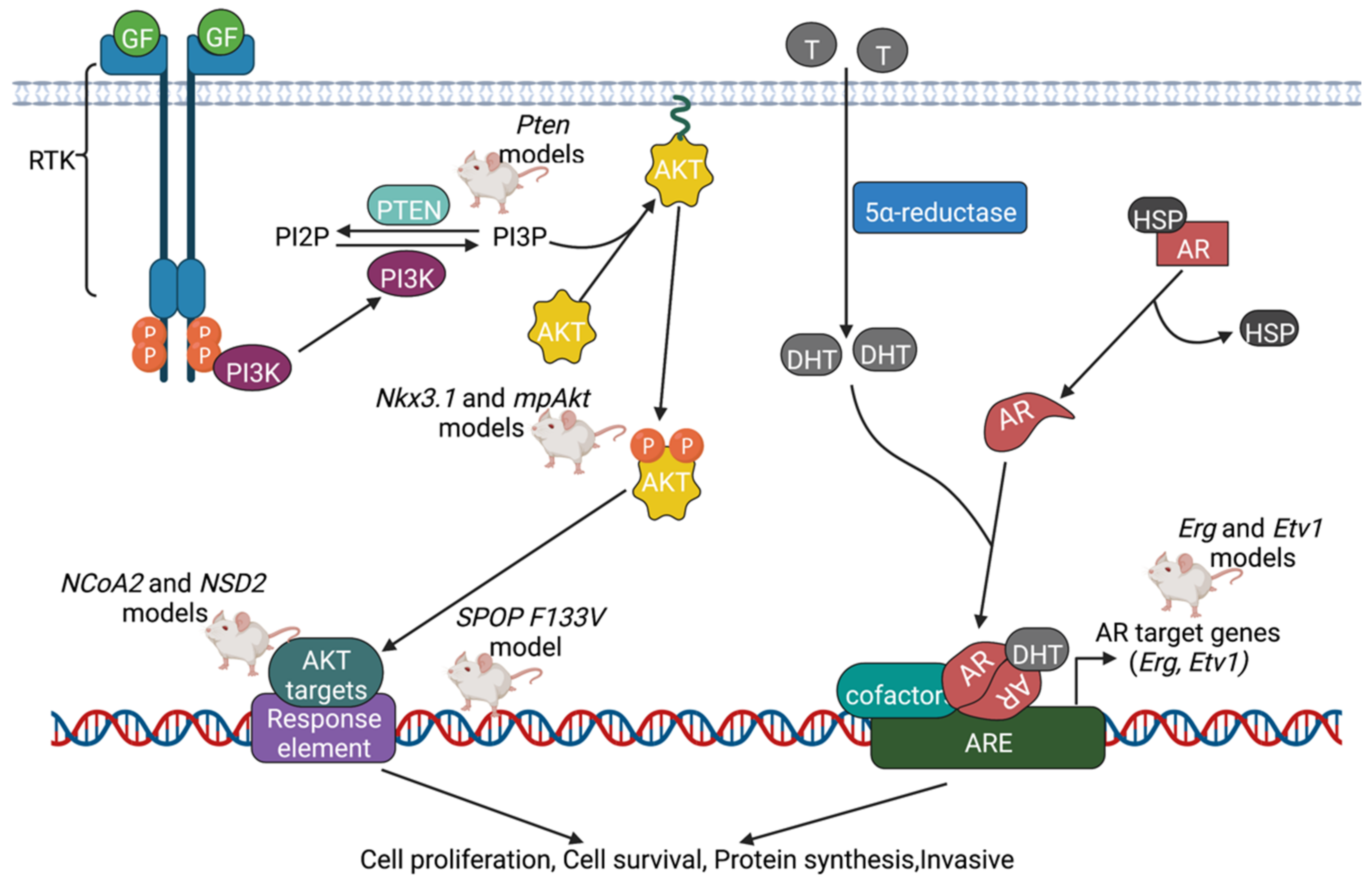 Cancers 14 05321 g003