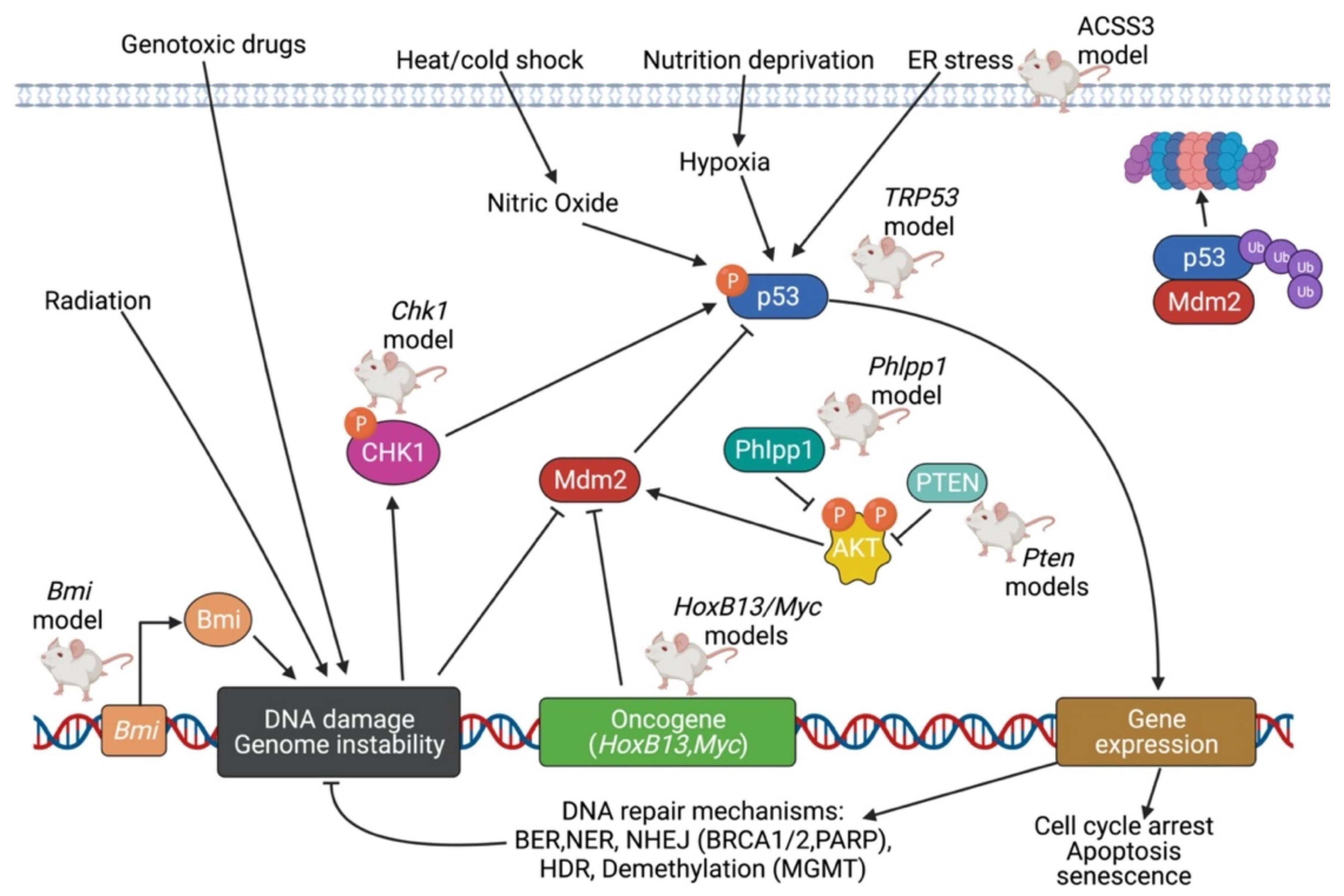 Cancers 14 05321 g004