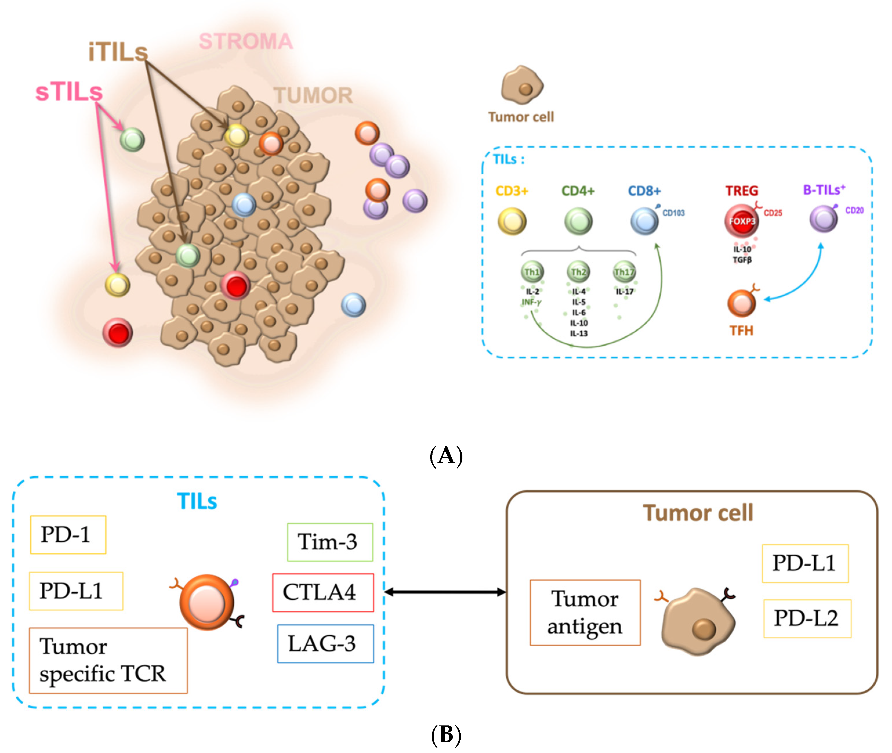 Cancers 14 05332 g002