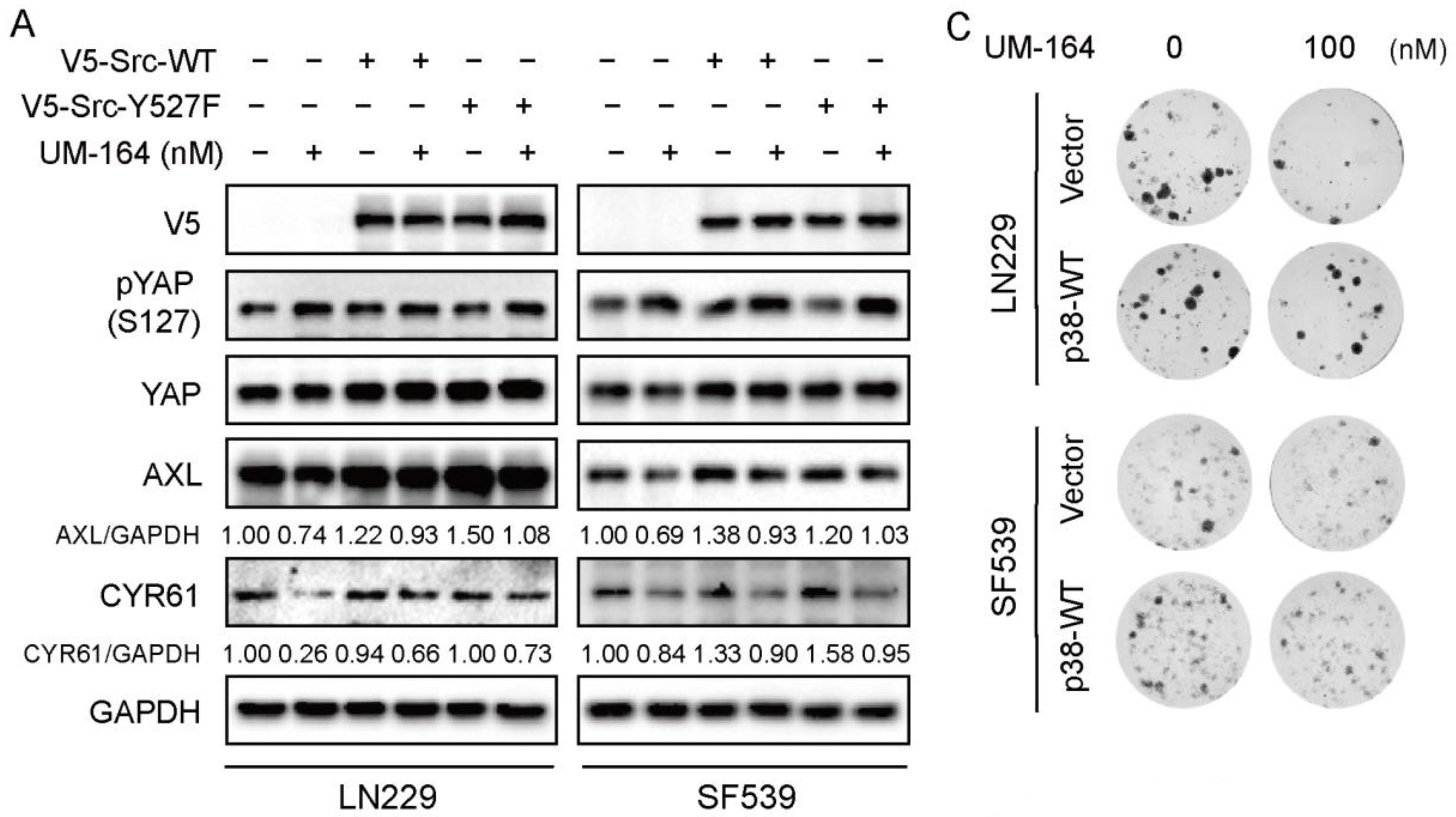 Cancers 14 05343 g005a Cancers 14 05343 g005a