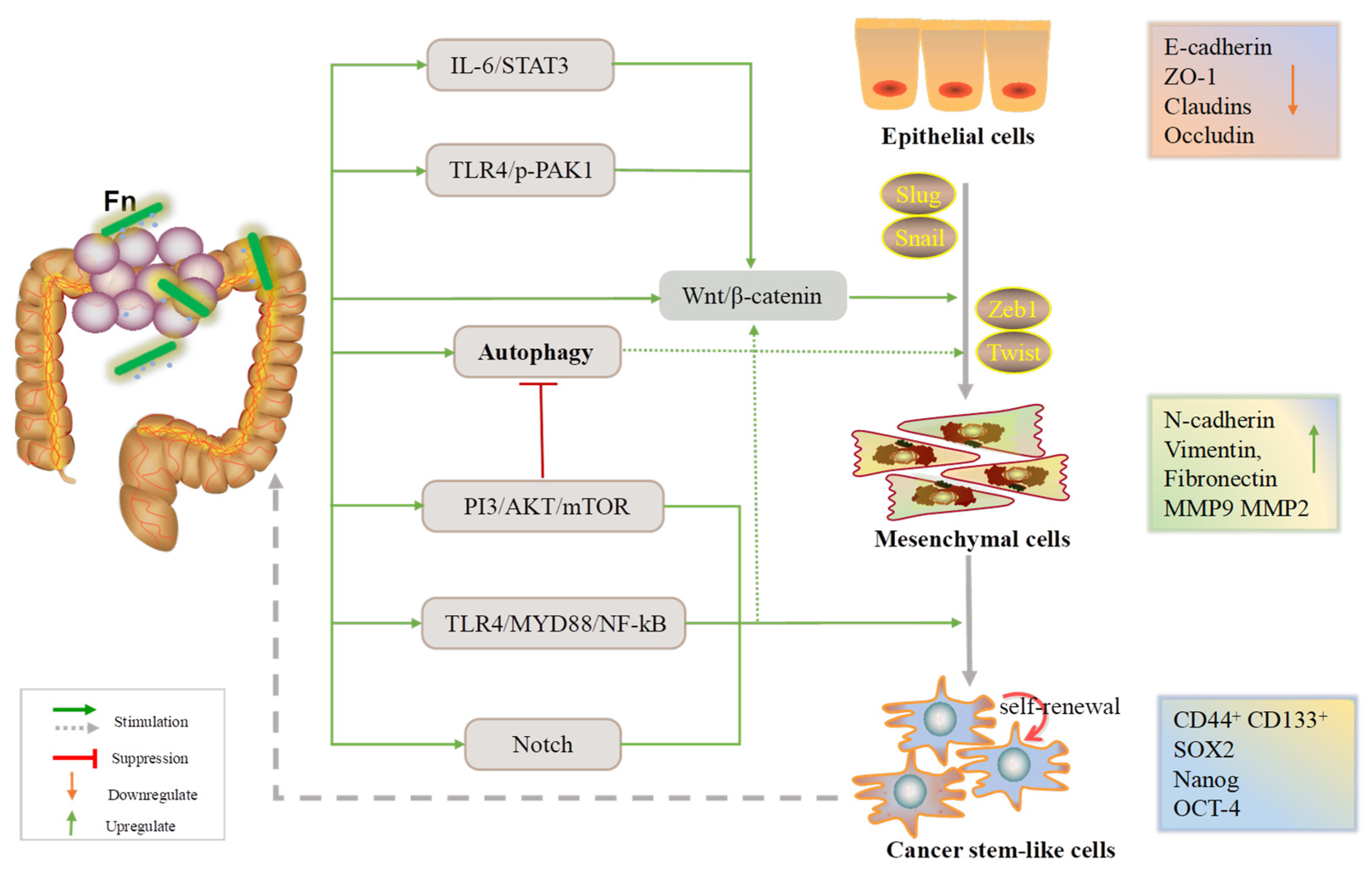 Cancers 14 05350 g001 Cancers 14 05350 g001