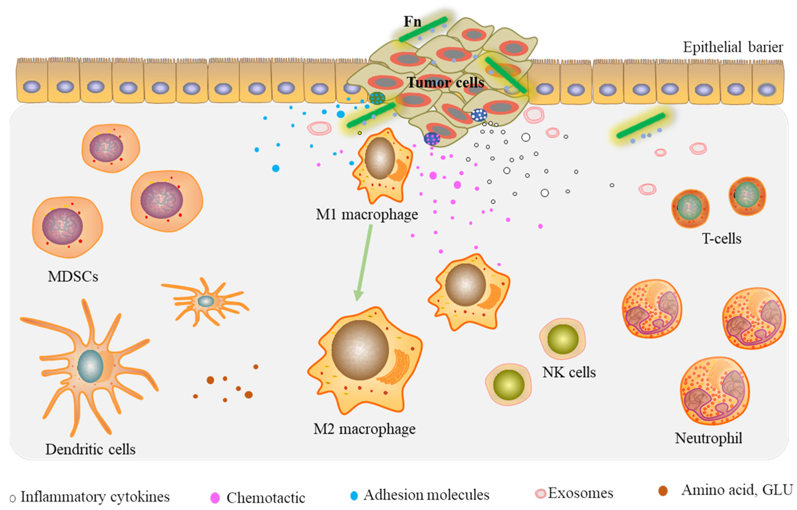 Cancers 14 05350 g002 Cancers 14 05350 g002