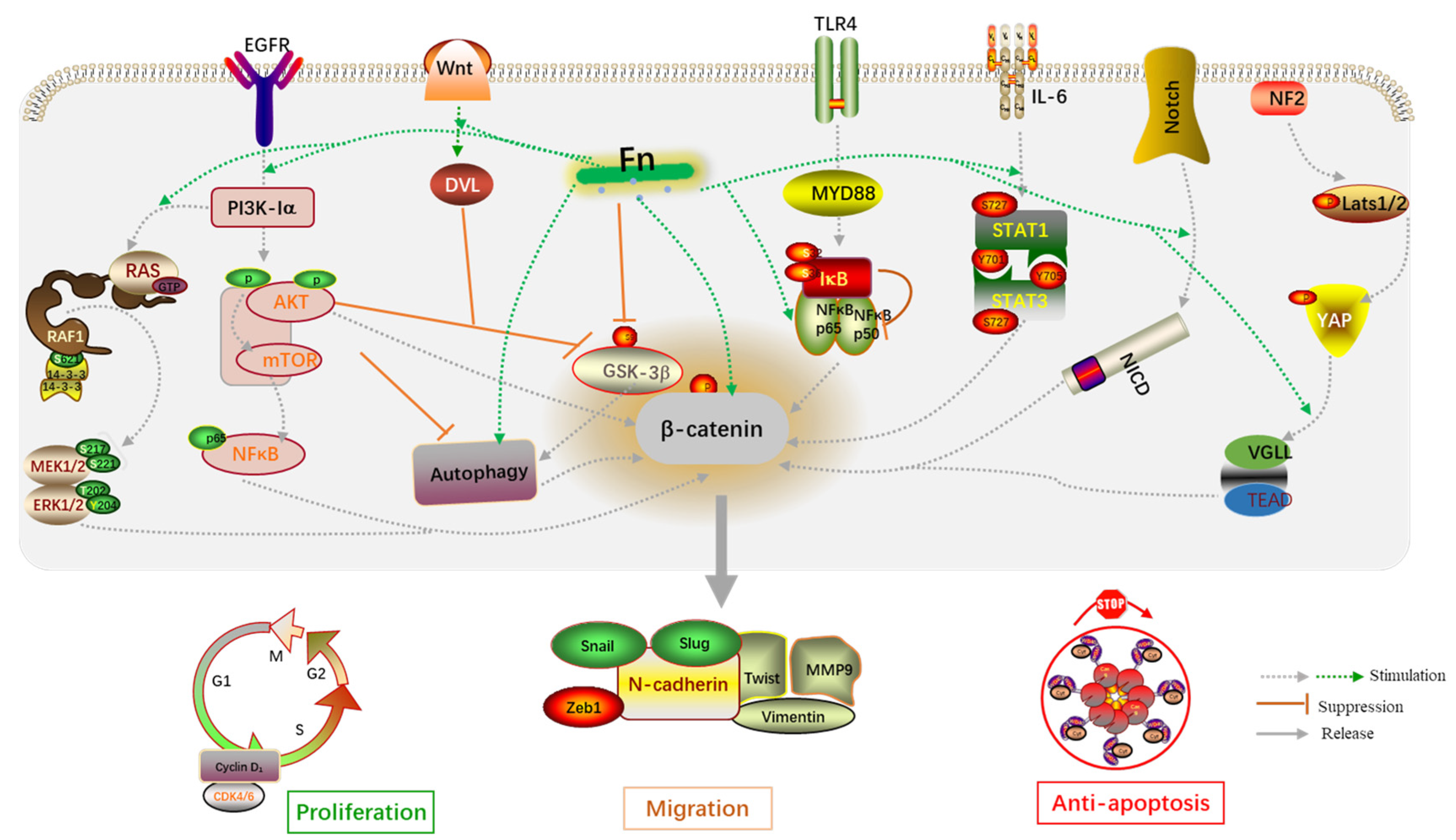 Cancers 14 05350 g005 Cancers 14 05350 g005