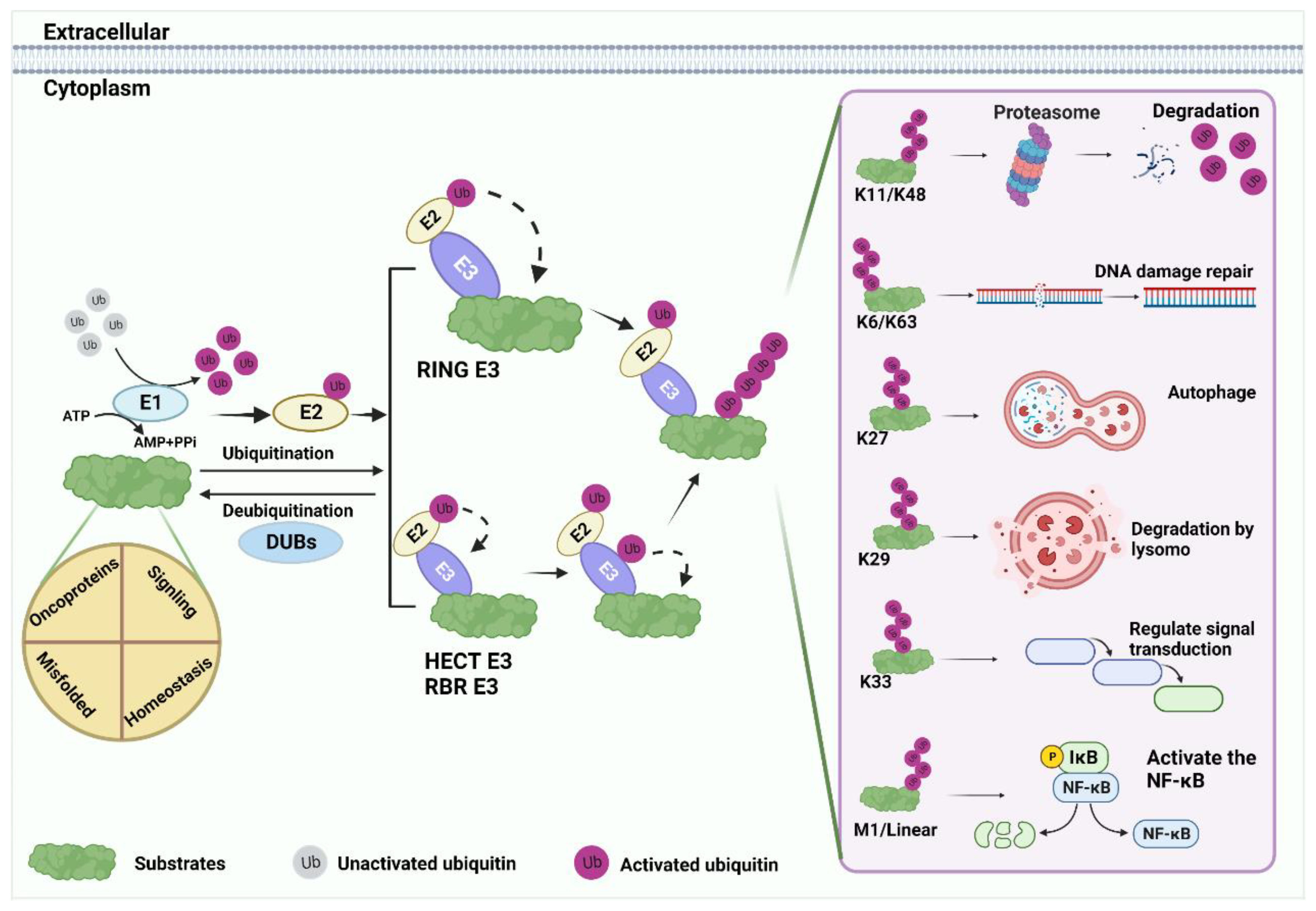 Cancers 14 05354 g001