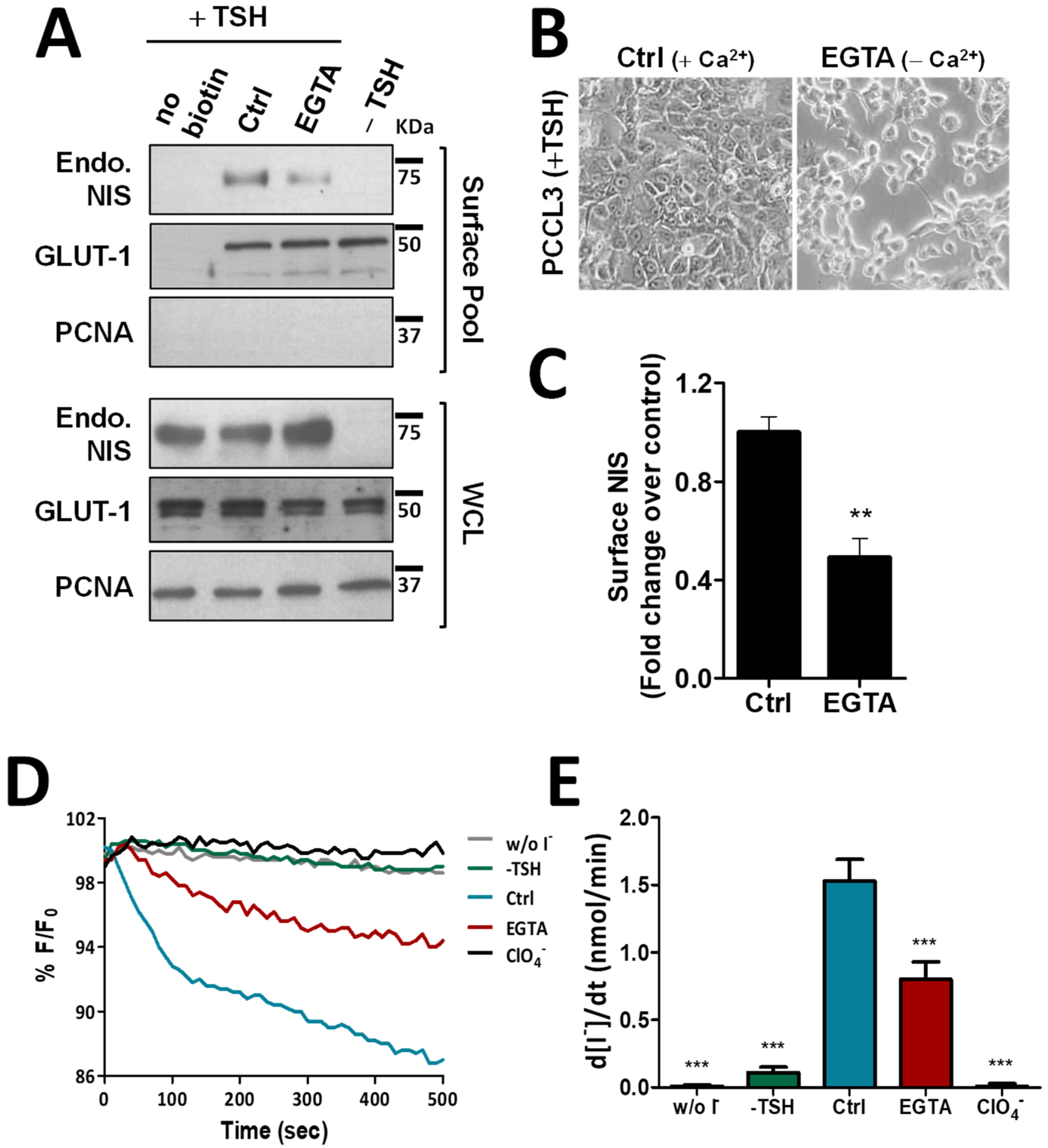 Cancers 14 05362 g002