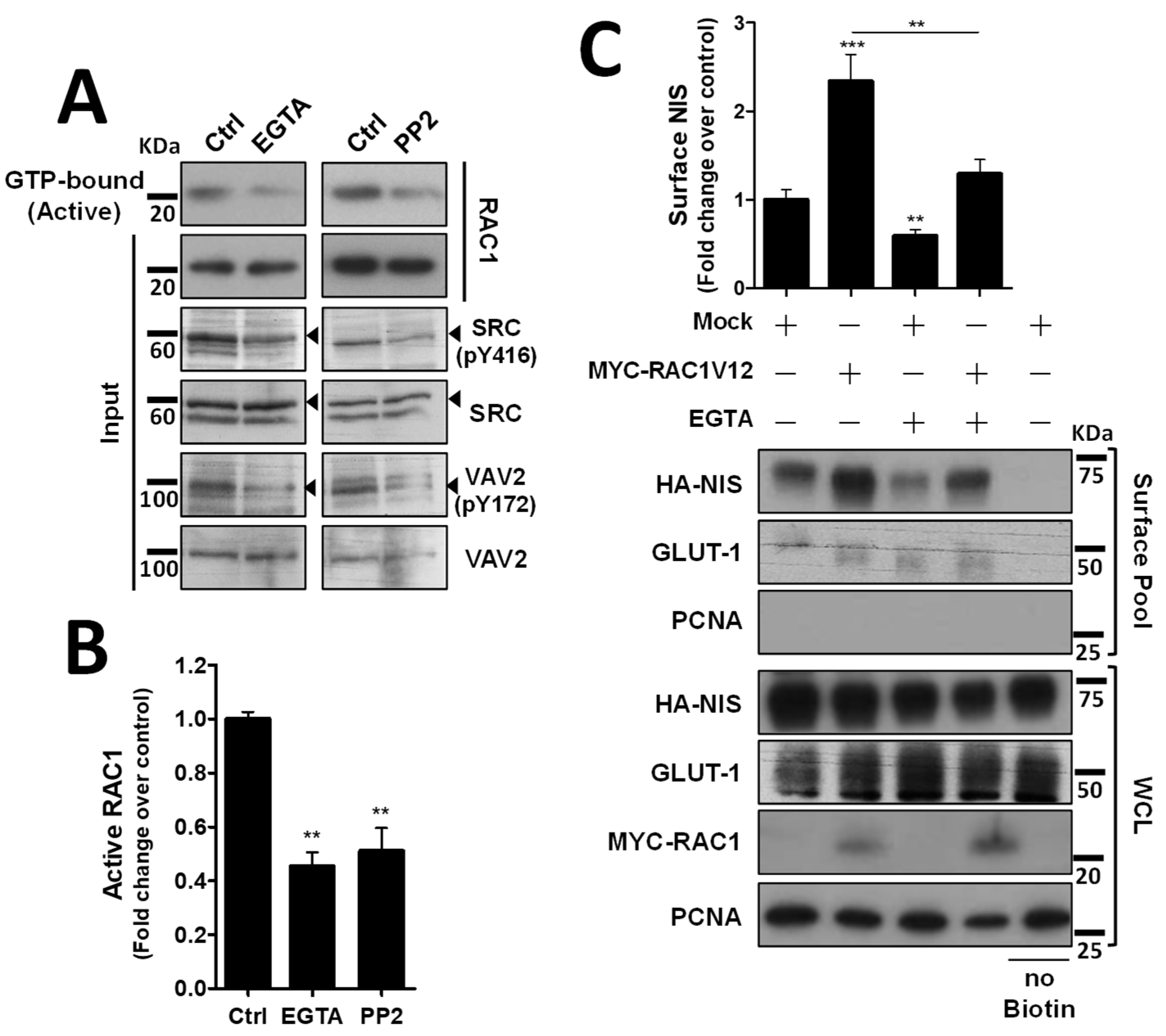 Cancers 14 05362 g004