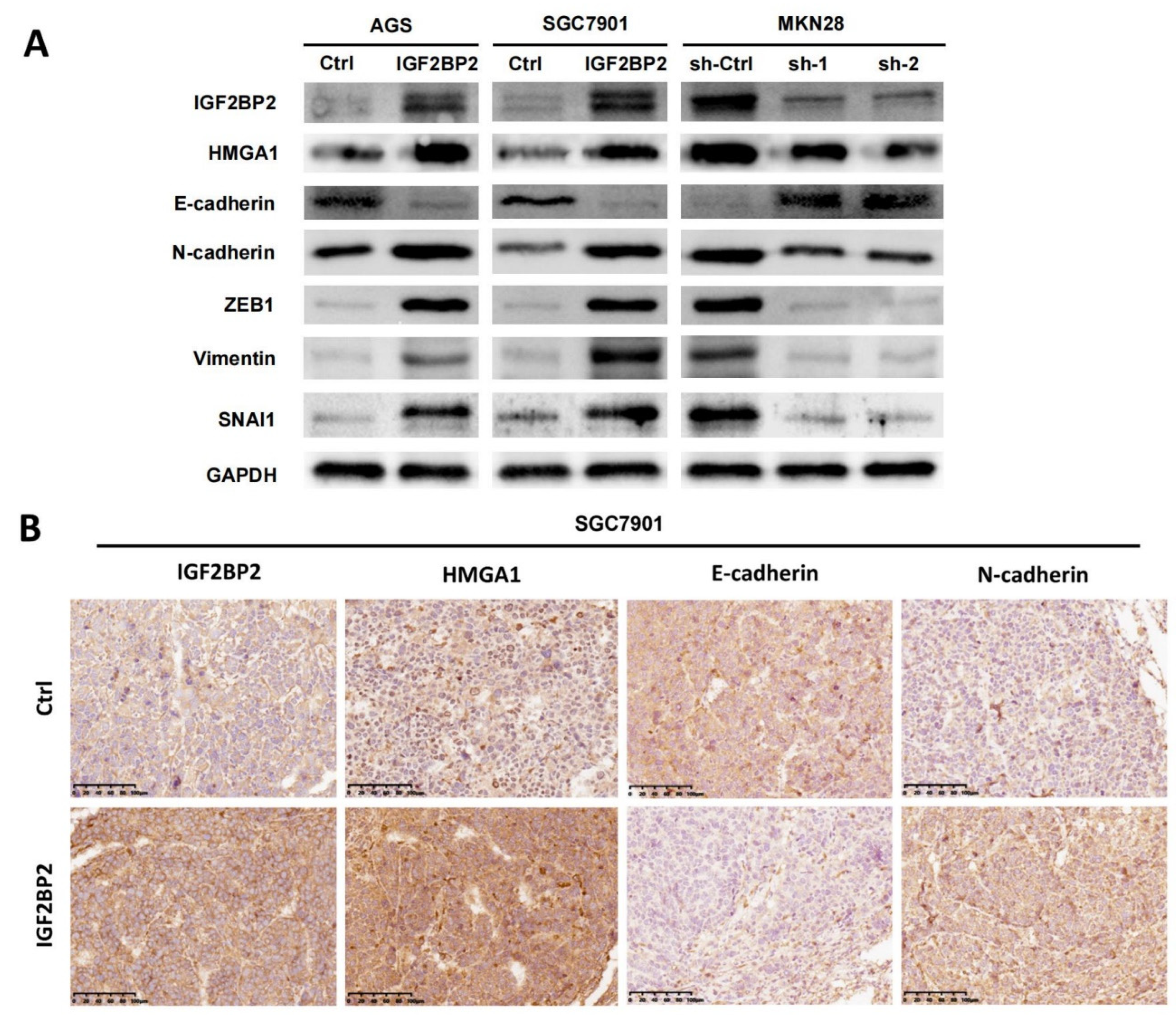 Cancers 14 05381 g005