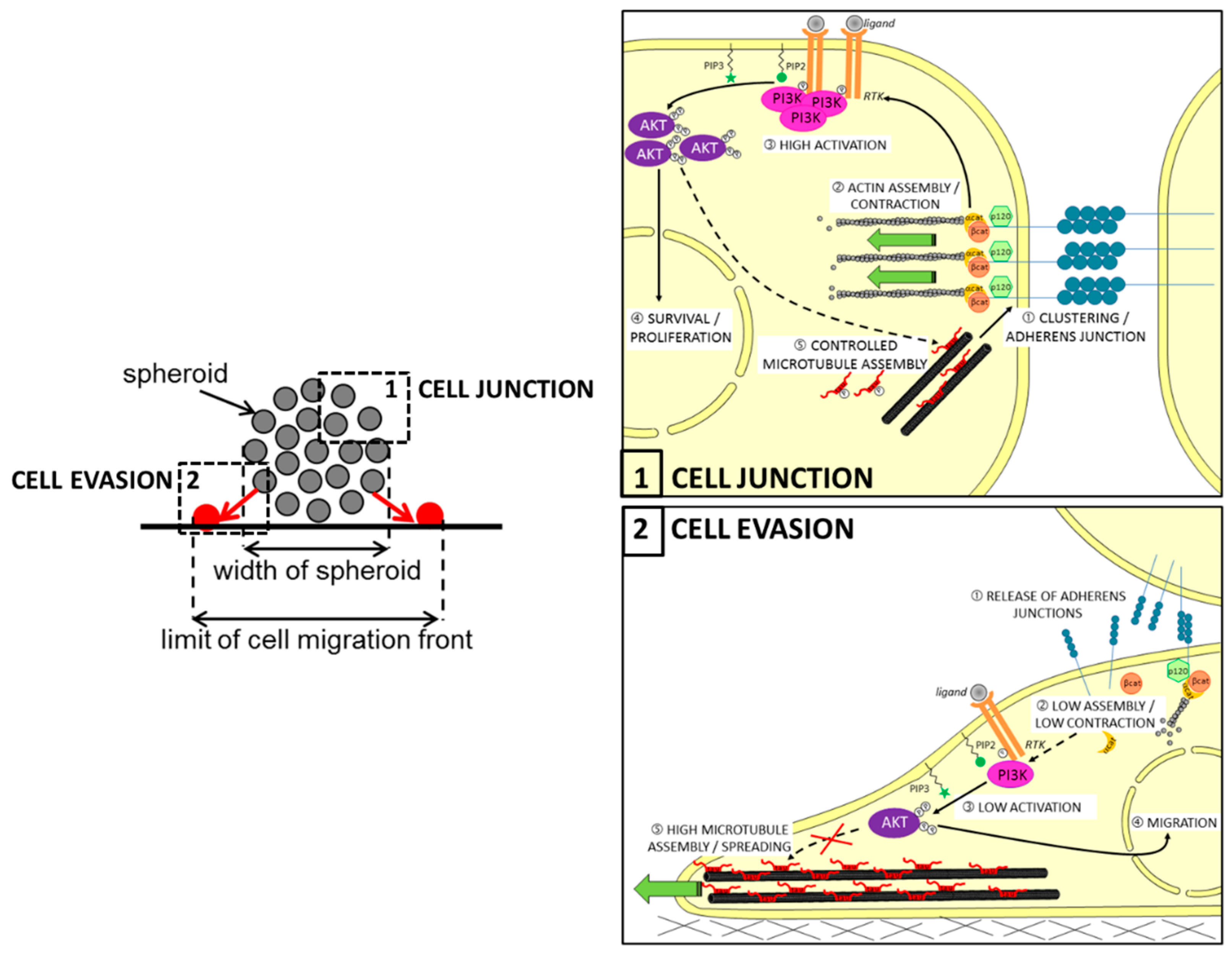 Cancers 14 05386 g003