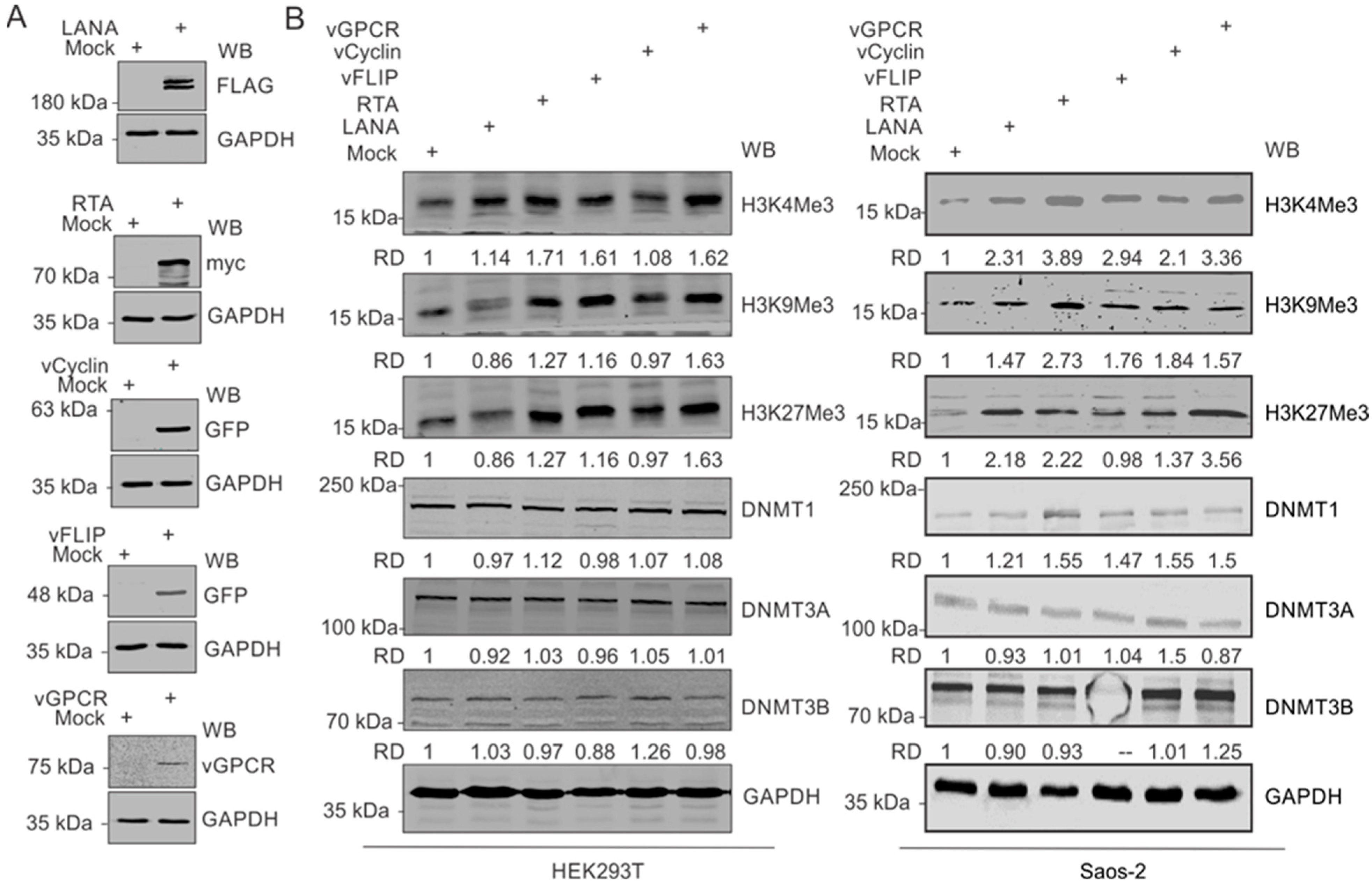 Cancers 14 05396 g003