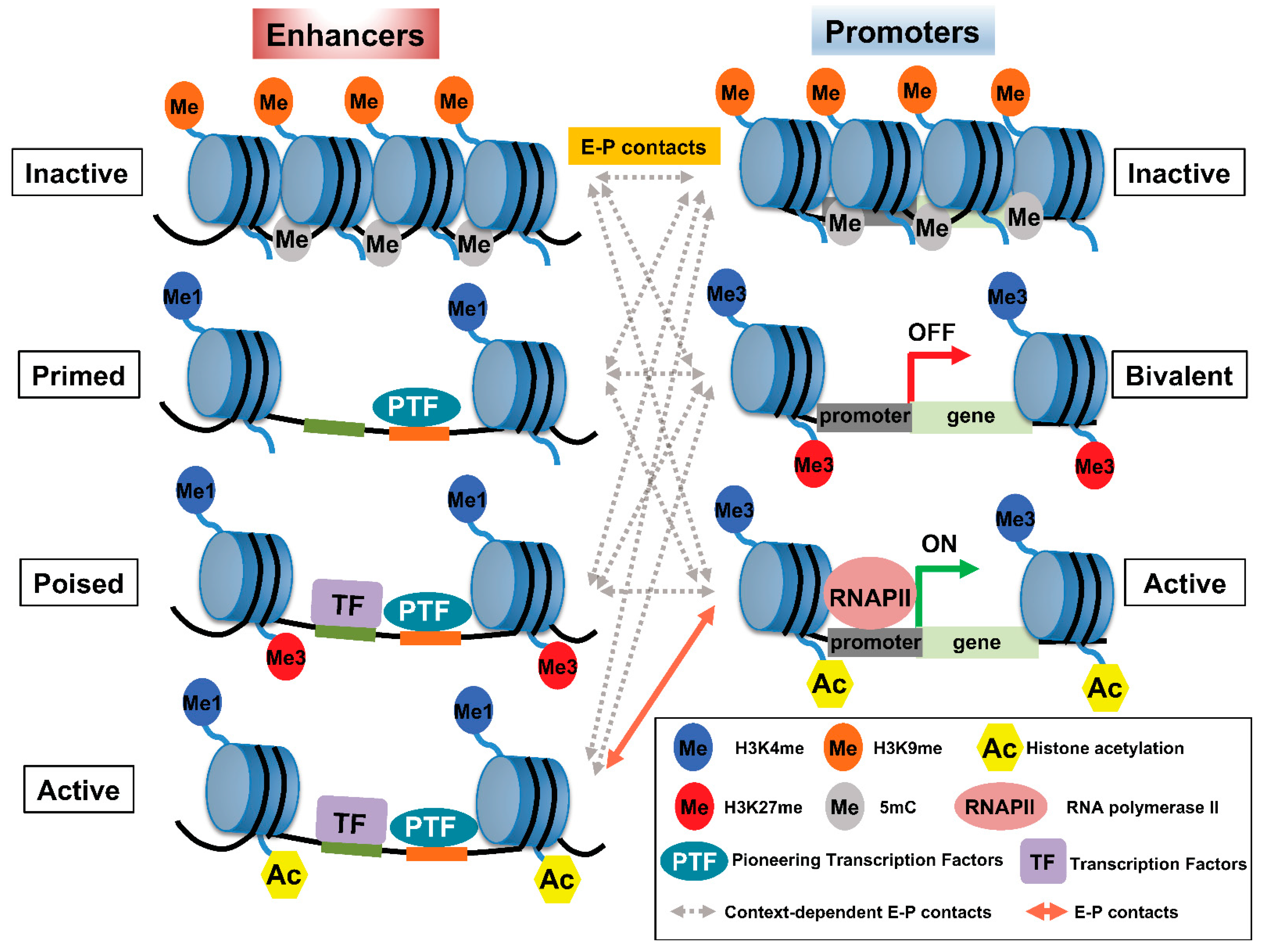 Cancers 14 05404 g001