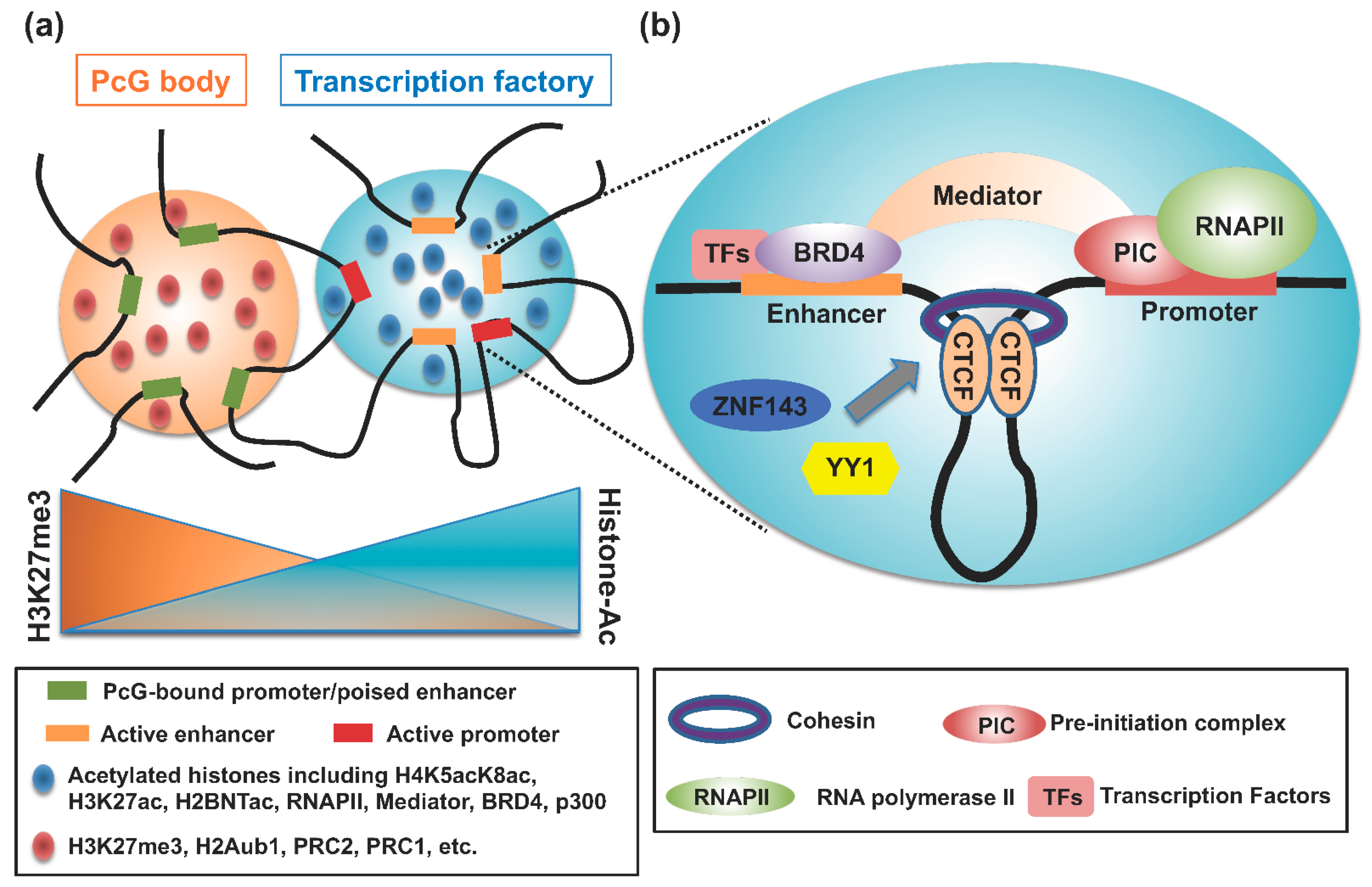 Cancers 14 05404 g002
