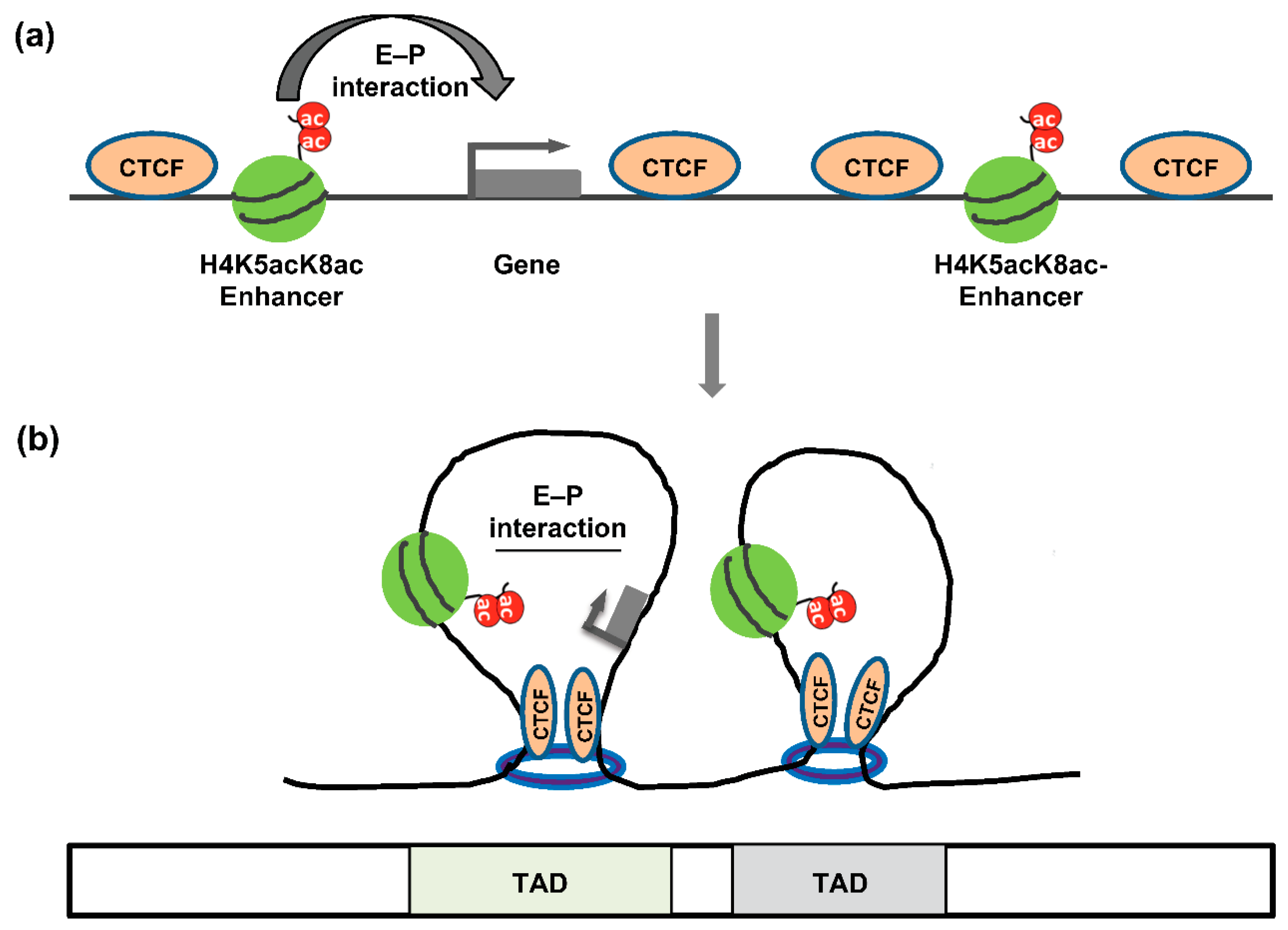 Cancers 14 05404 g003