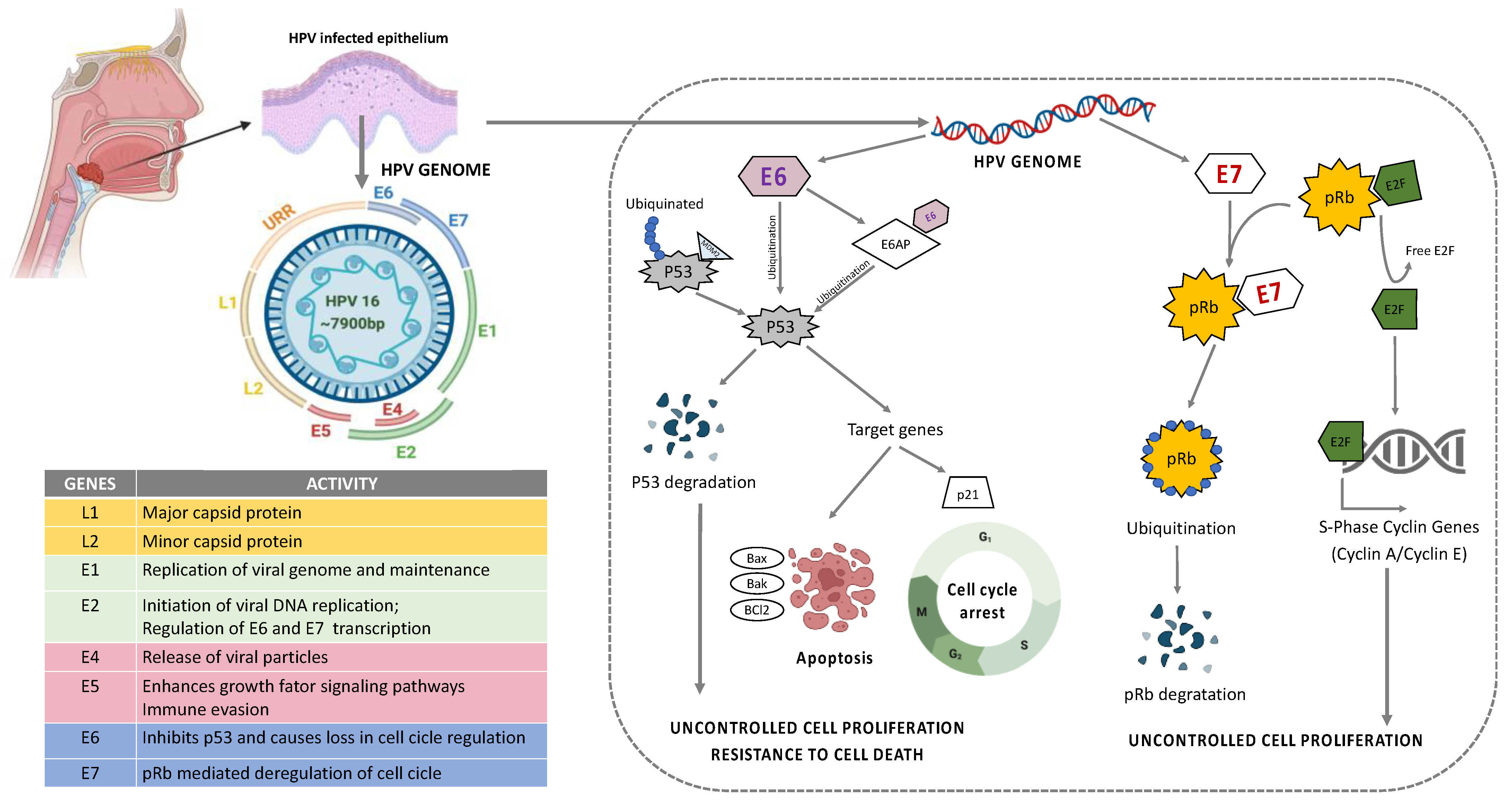 Cancers 14 05406 g003