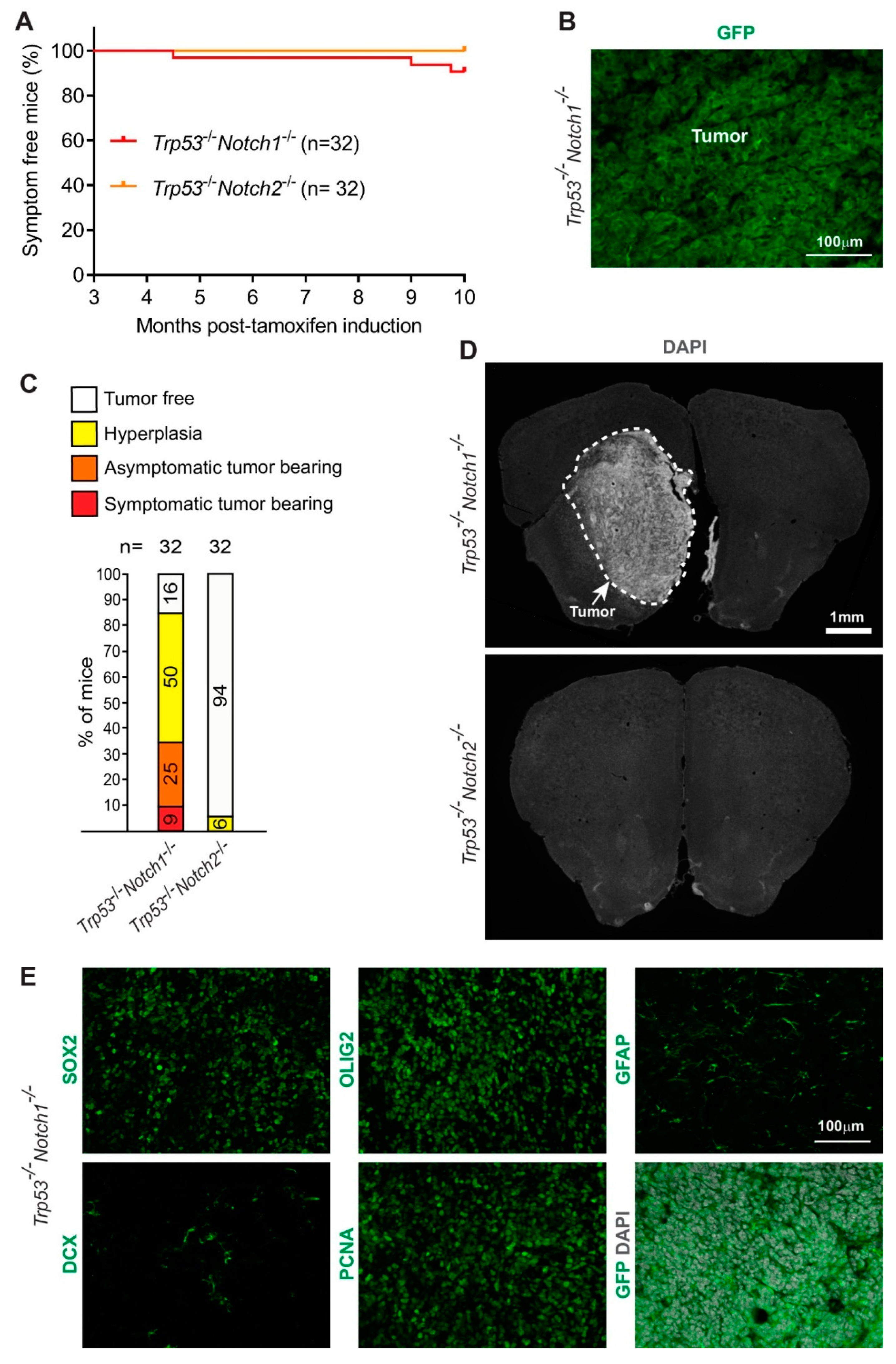 Cancers 14 05409 g003
