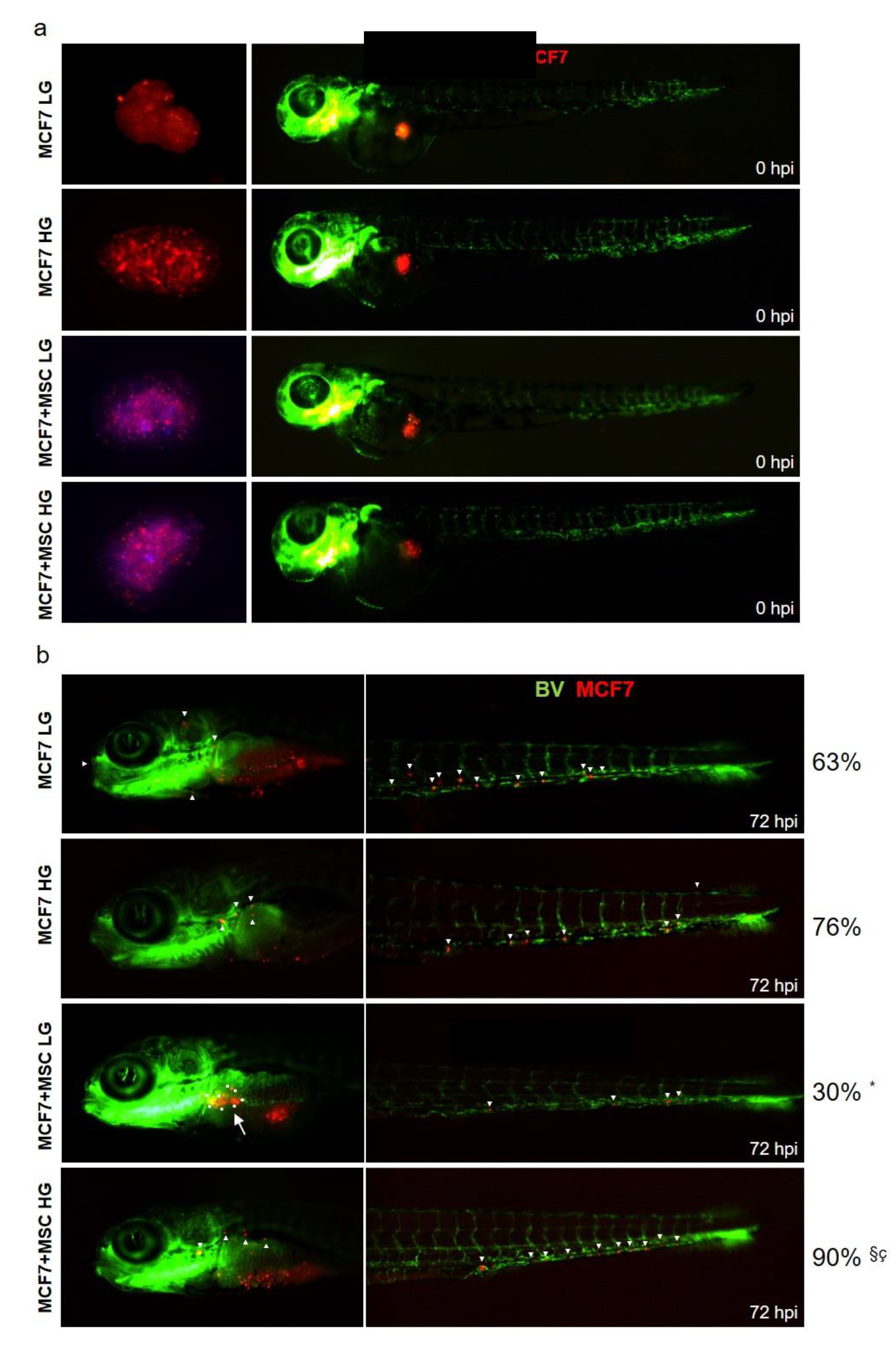Cancers 14 05421 g008