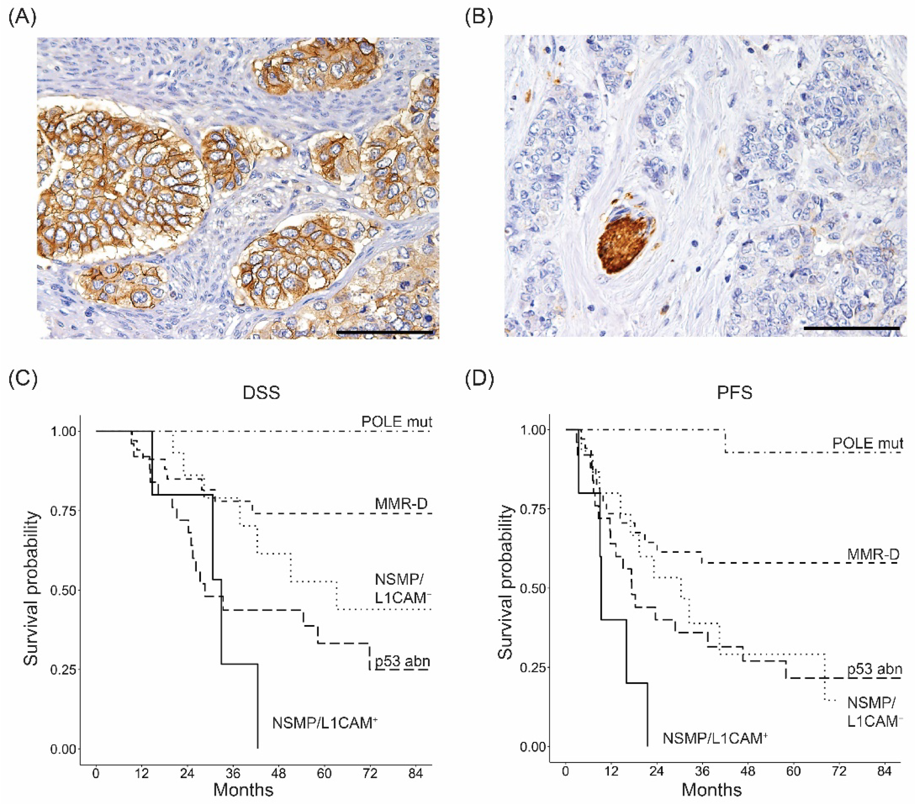 Cancers 14 05429 g001