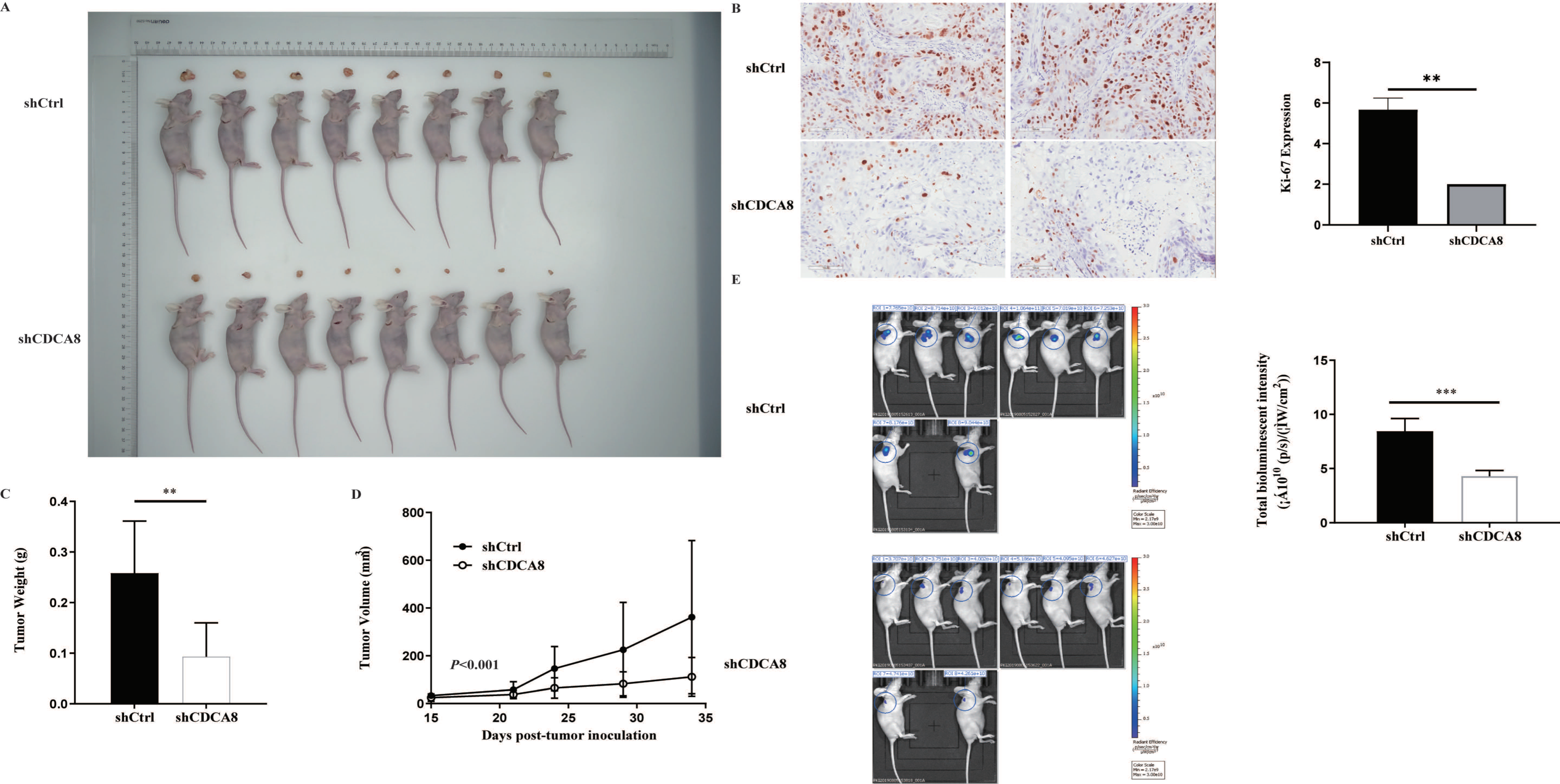 Cancers 14 05434 g004