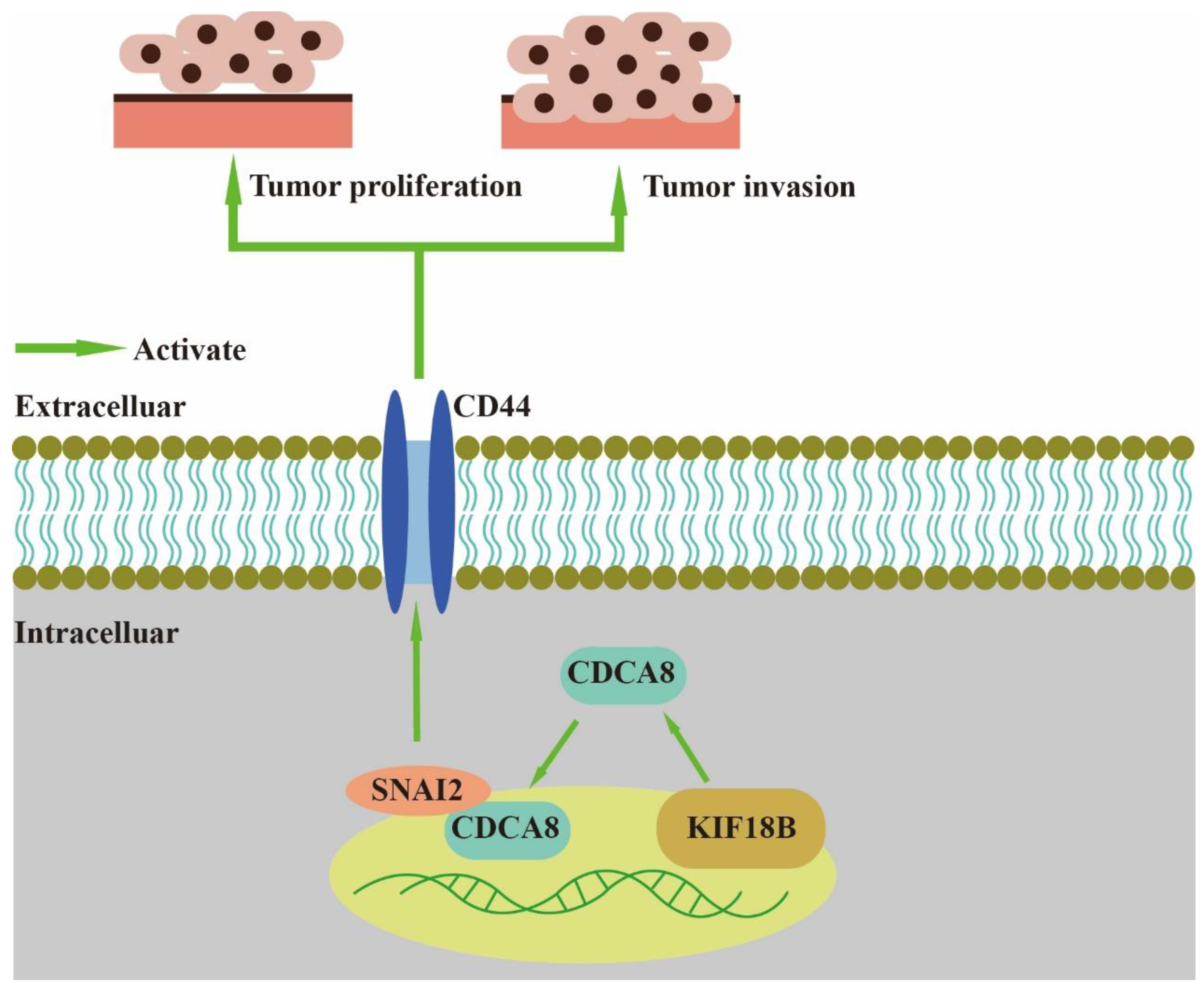 Cancers 14 05434 g007