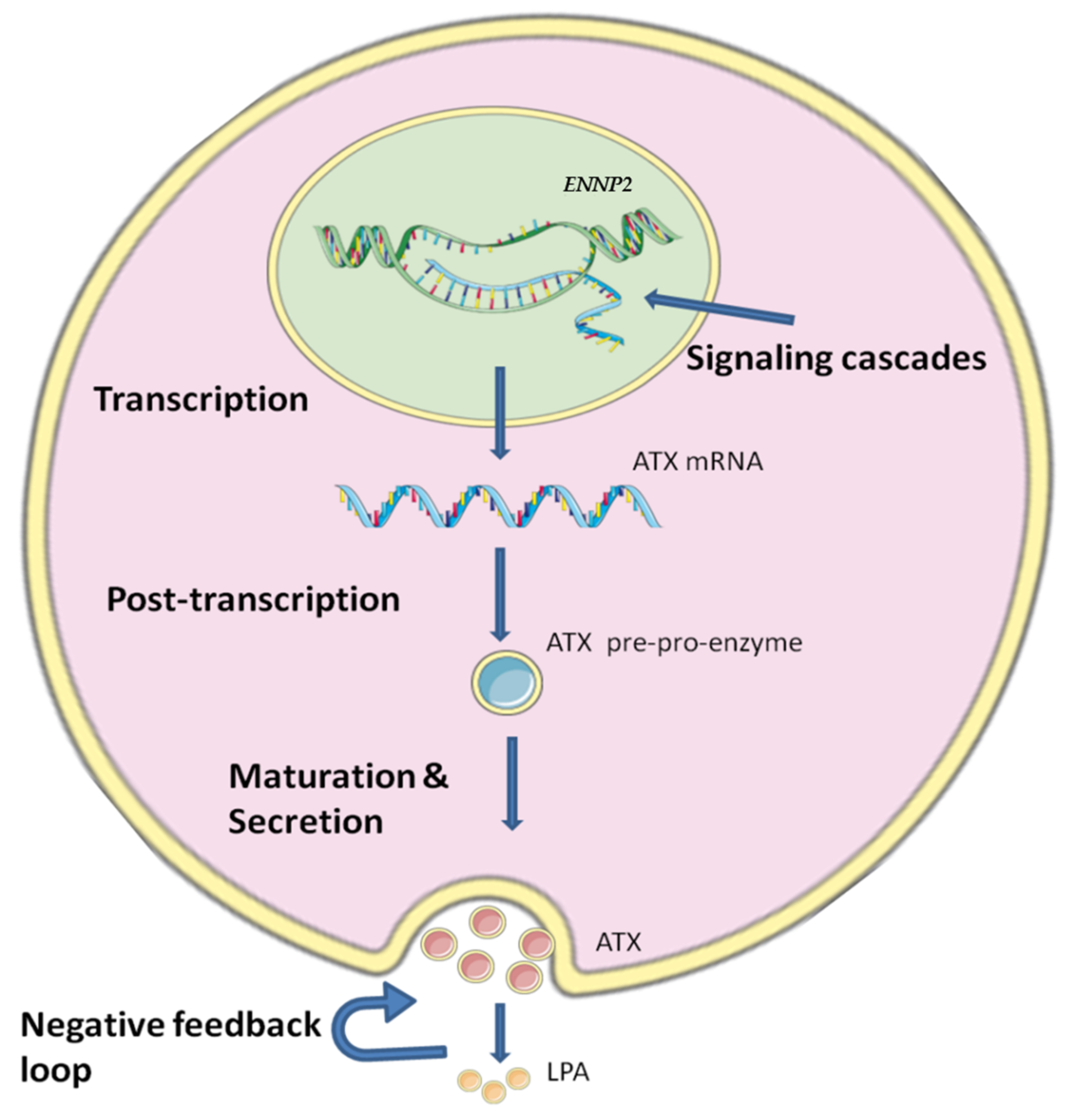 Cancers 14 05437 g001