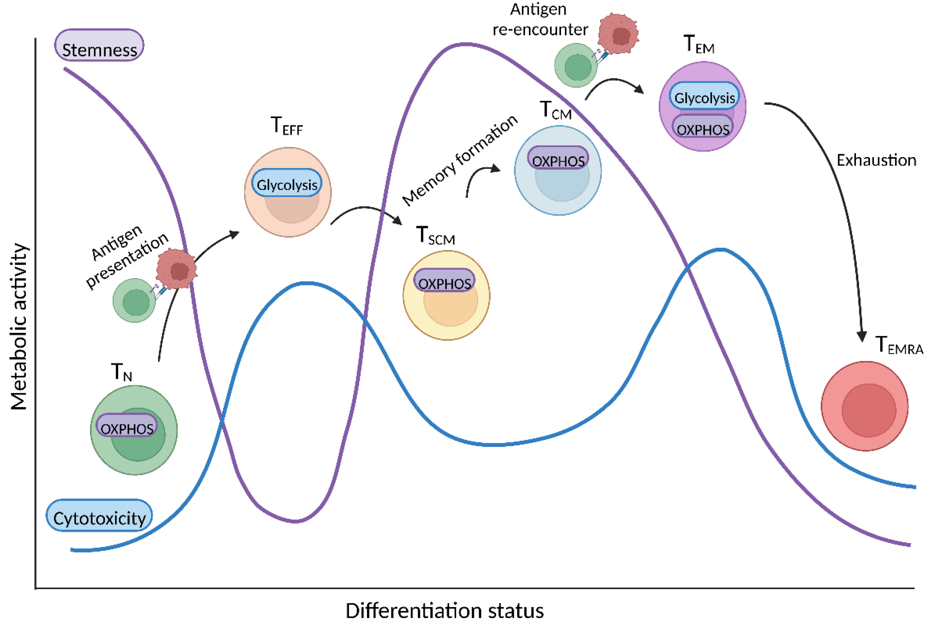 Cancers 14 05442 g002 Cancers 14 05442 g002