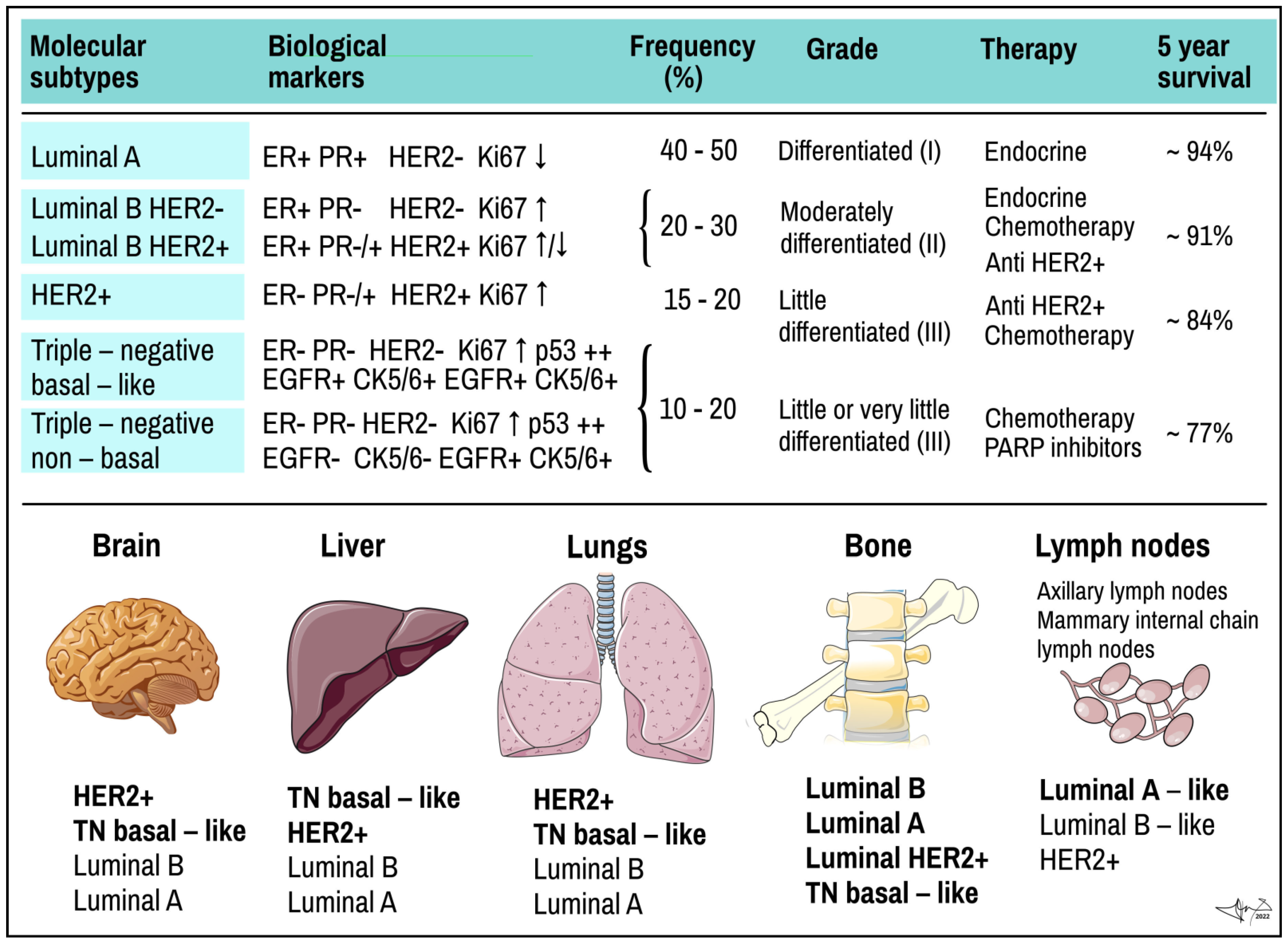 Cancers 14 05444 g002