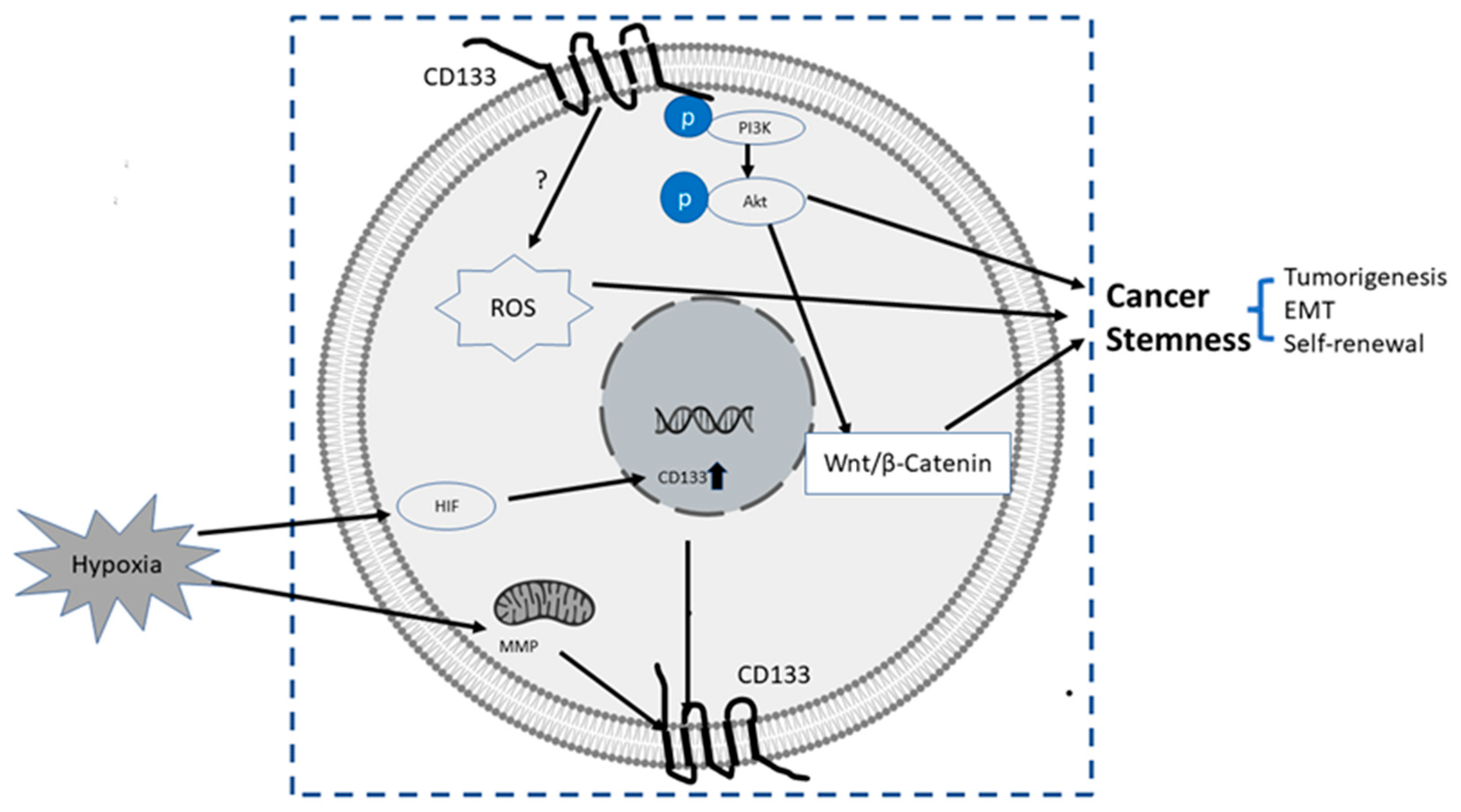 Cancers 14 05448 g002