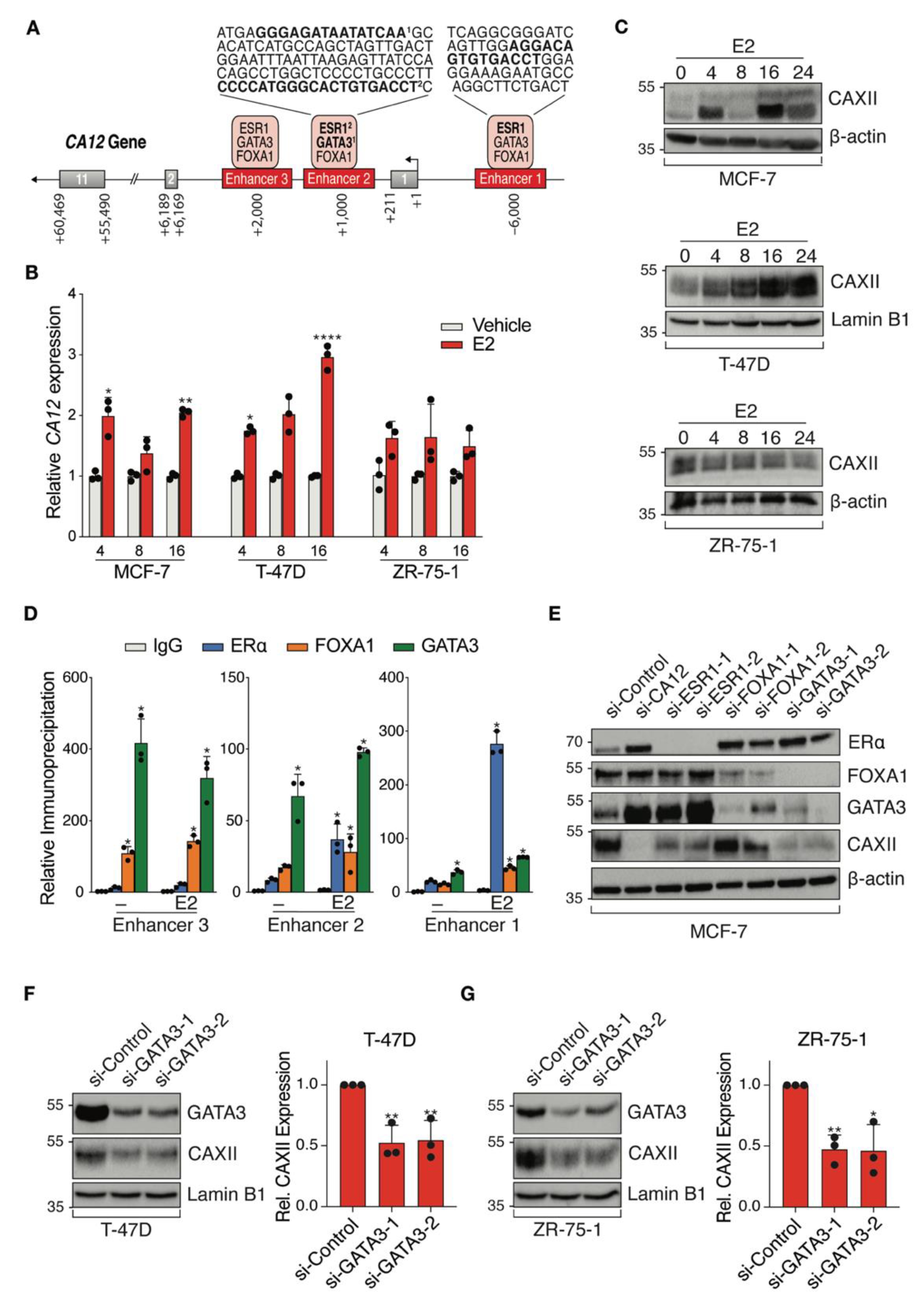 Cancers 14 05453 g004