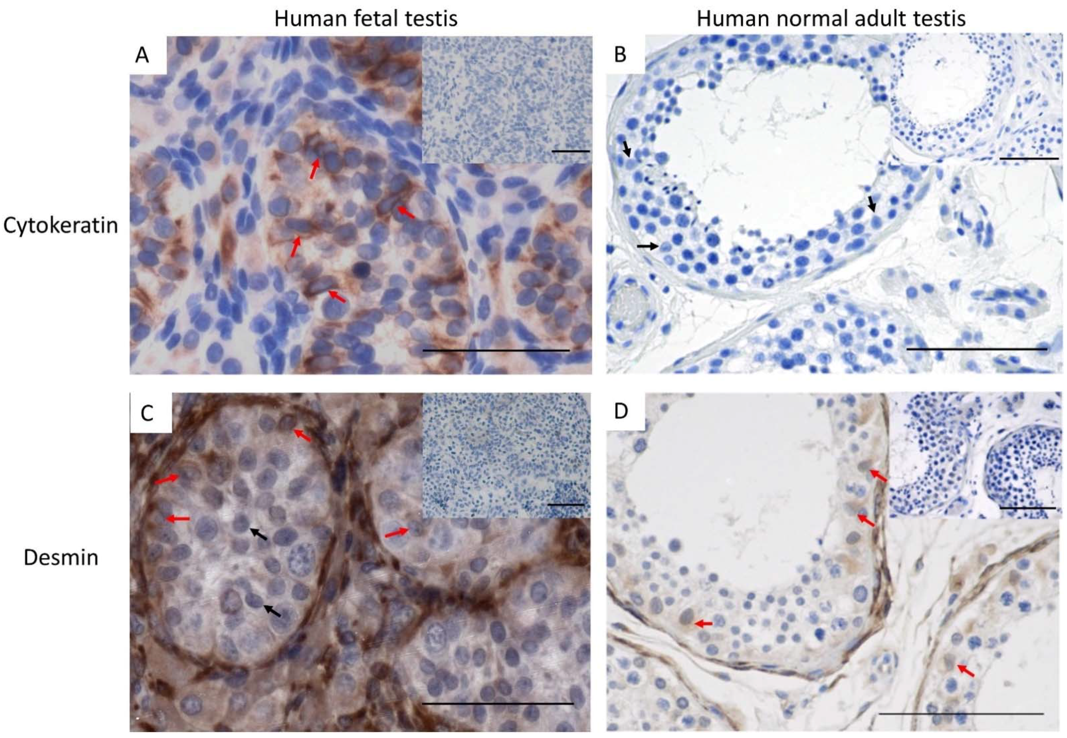 Cancers 14 05479 g003 Cancers 14 05479 g003