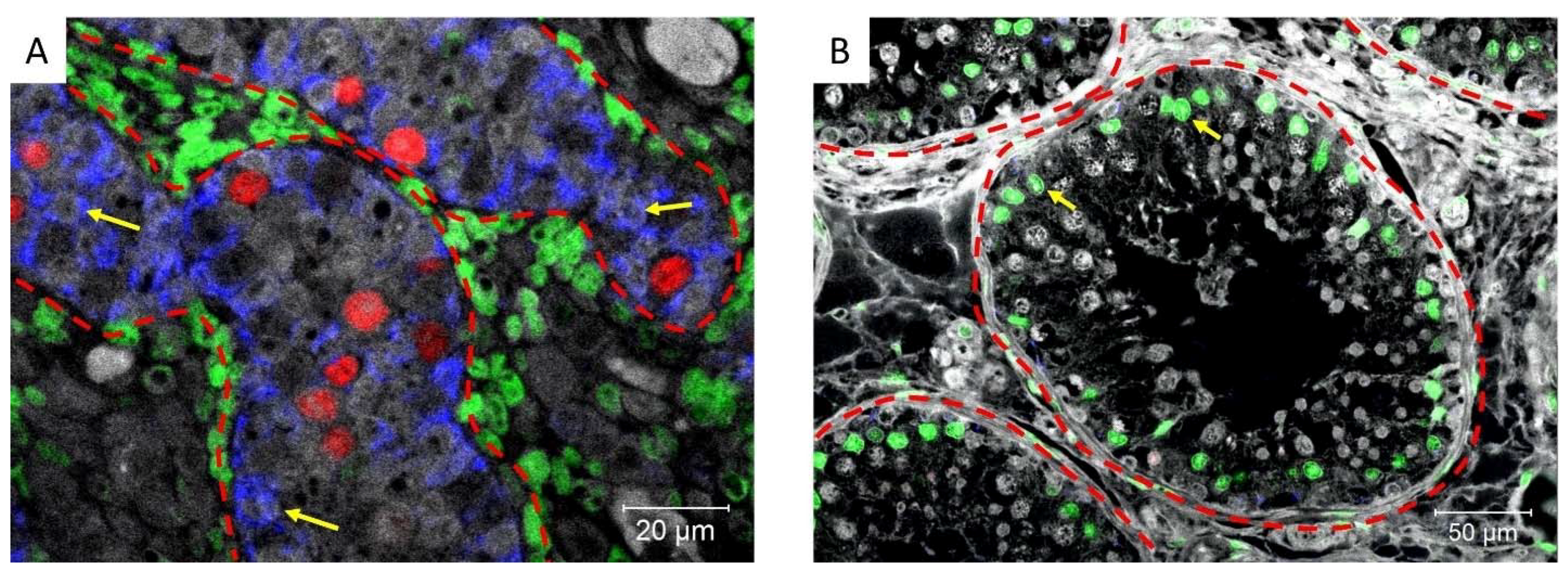 Cancers 14 05479 g007 Cancers 14 05479 g007