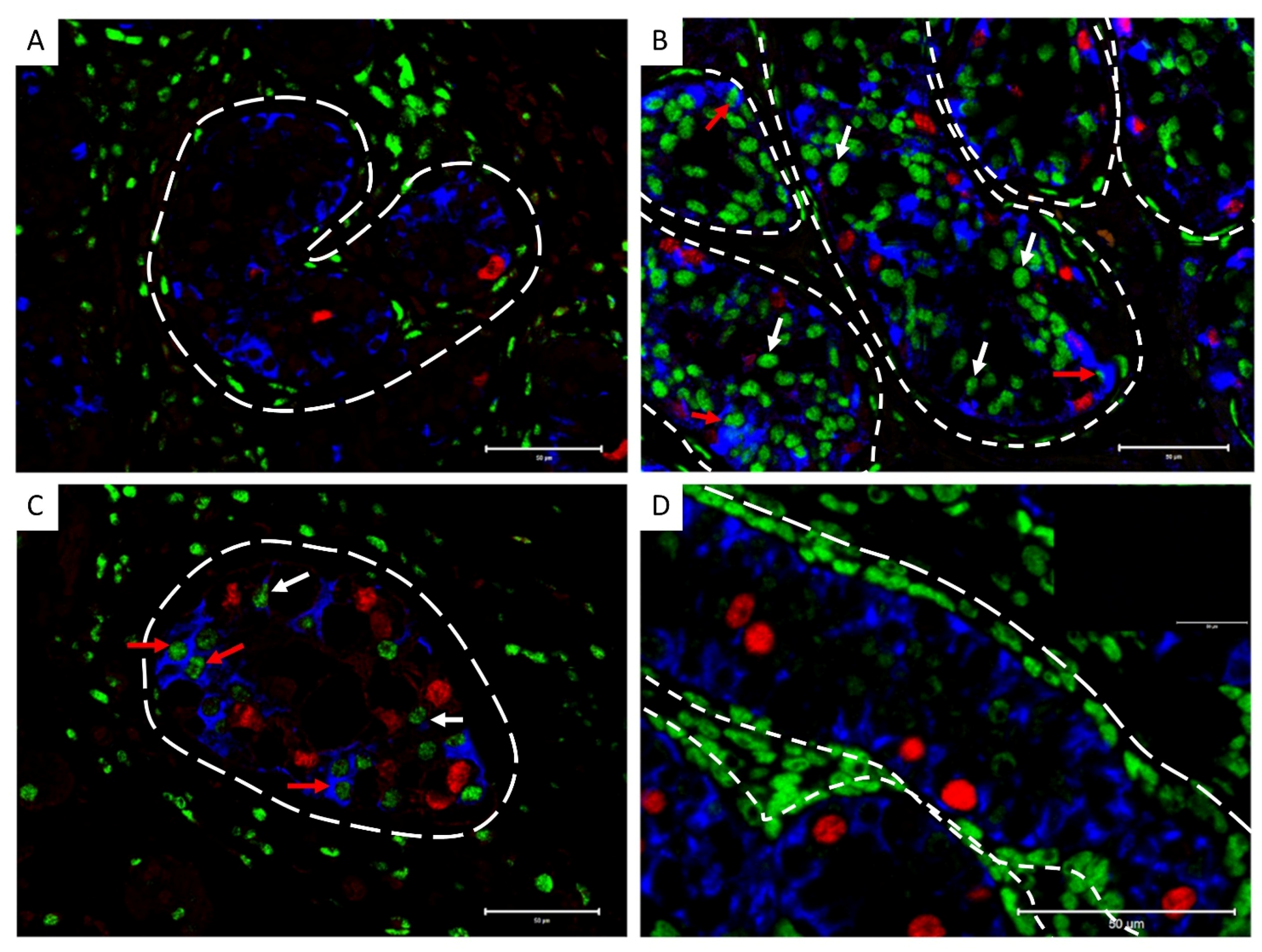 Cancers 14 05479 g009 Cancers 14 05479 g009