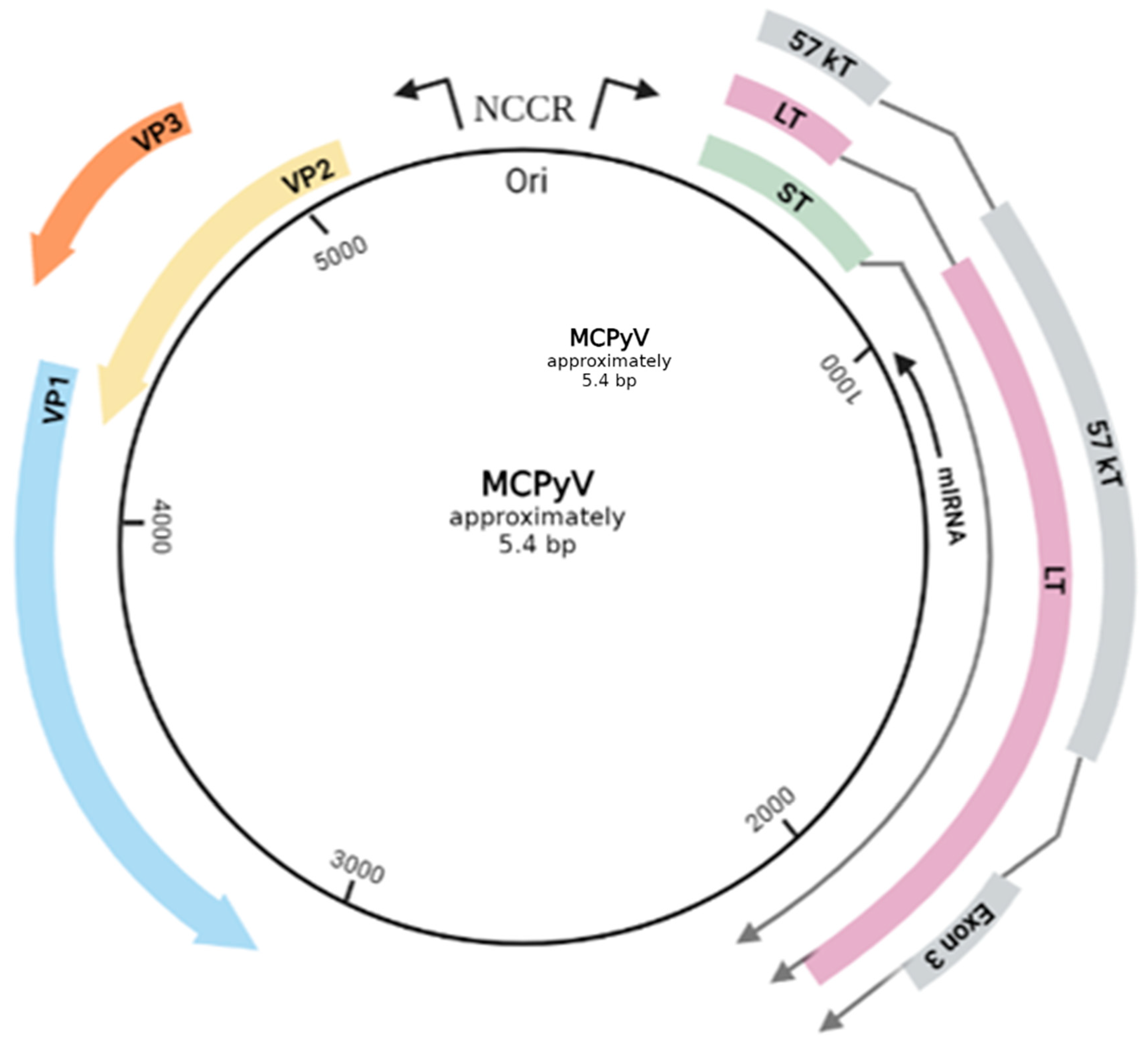 Cancers 14 05548 g001 Cancers 14 05548 g001